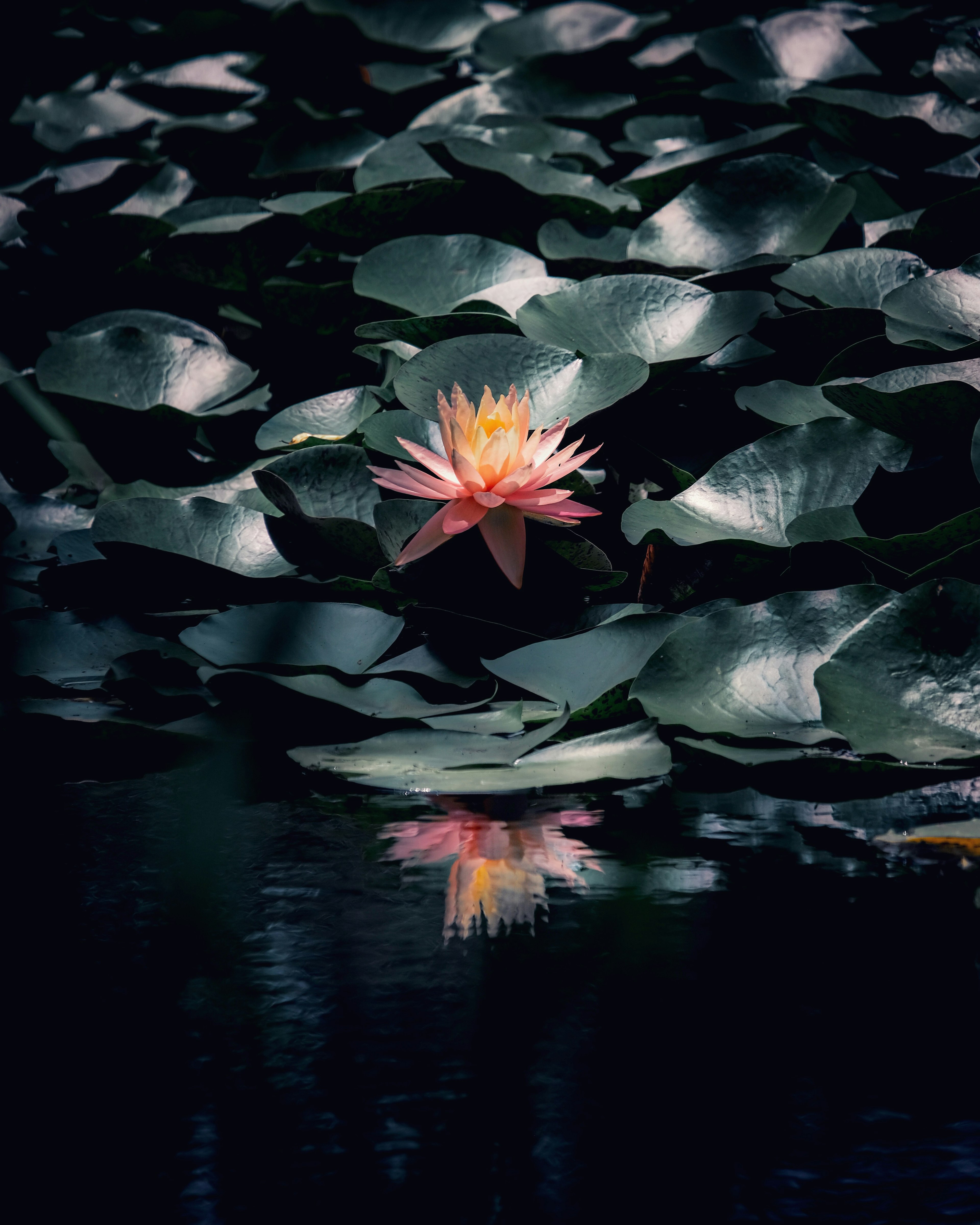 Jolie nénuphar flottant à la surface avec des feuilles vertes luxuriantes