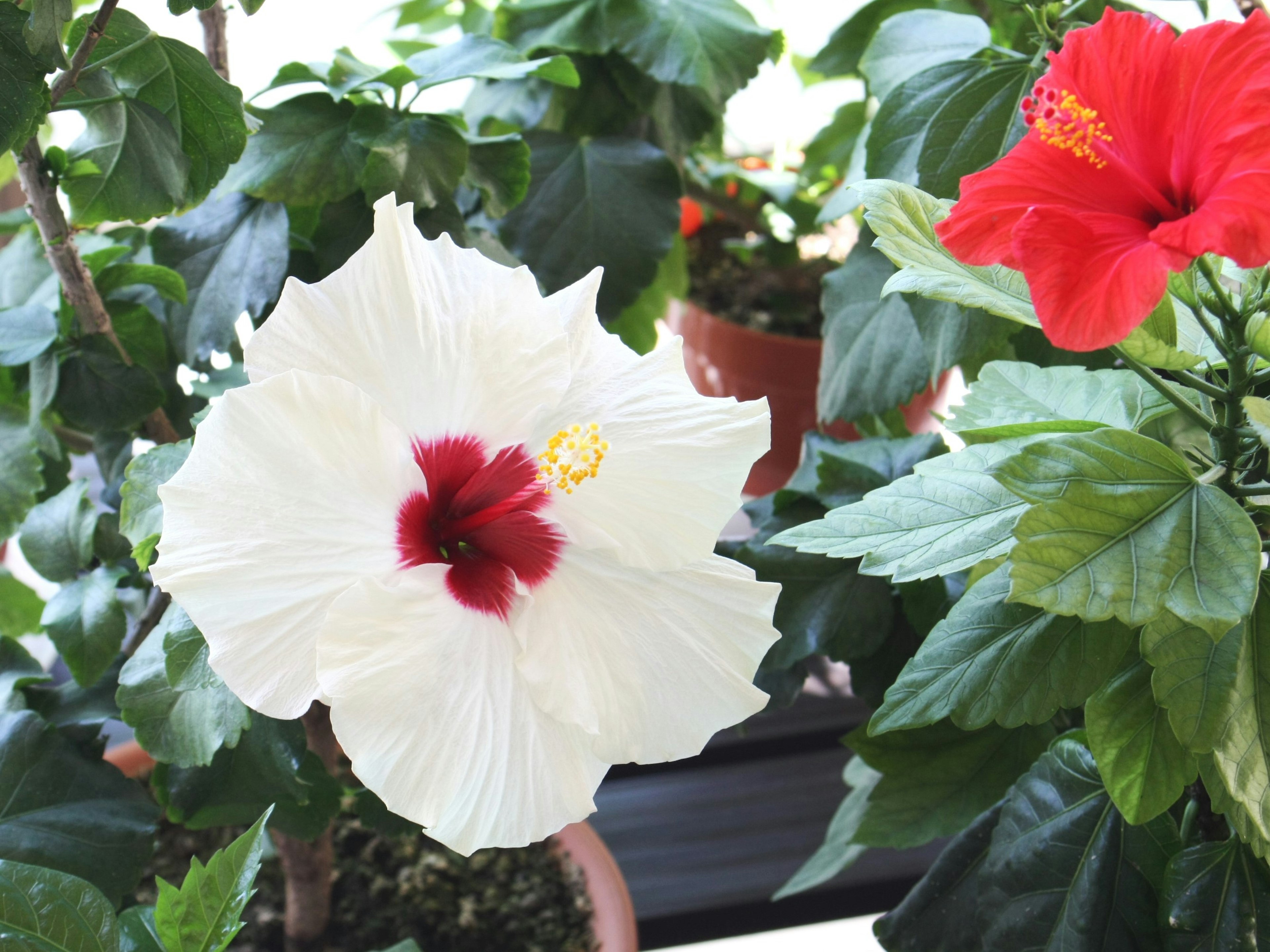 Weißes Hibiskusblüte mit rotem Zentrum neben einer roten Hibiskusblüte umgeben von grünen Blättern