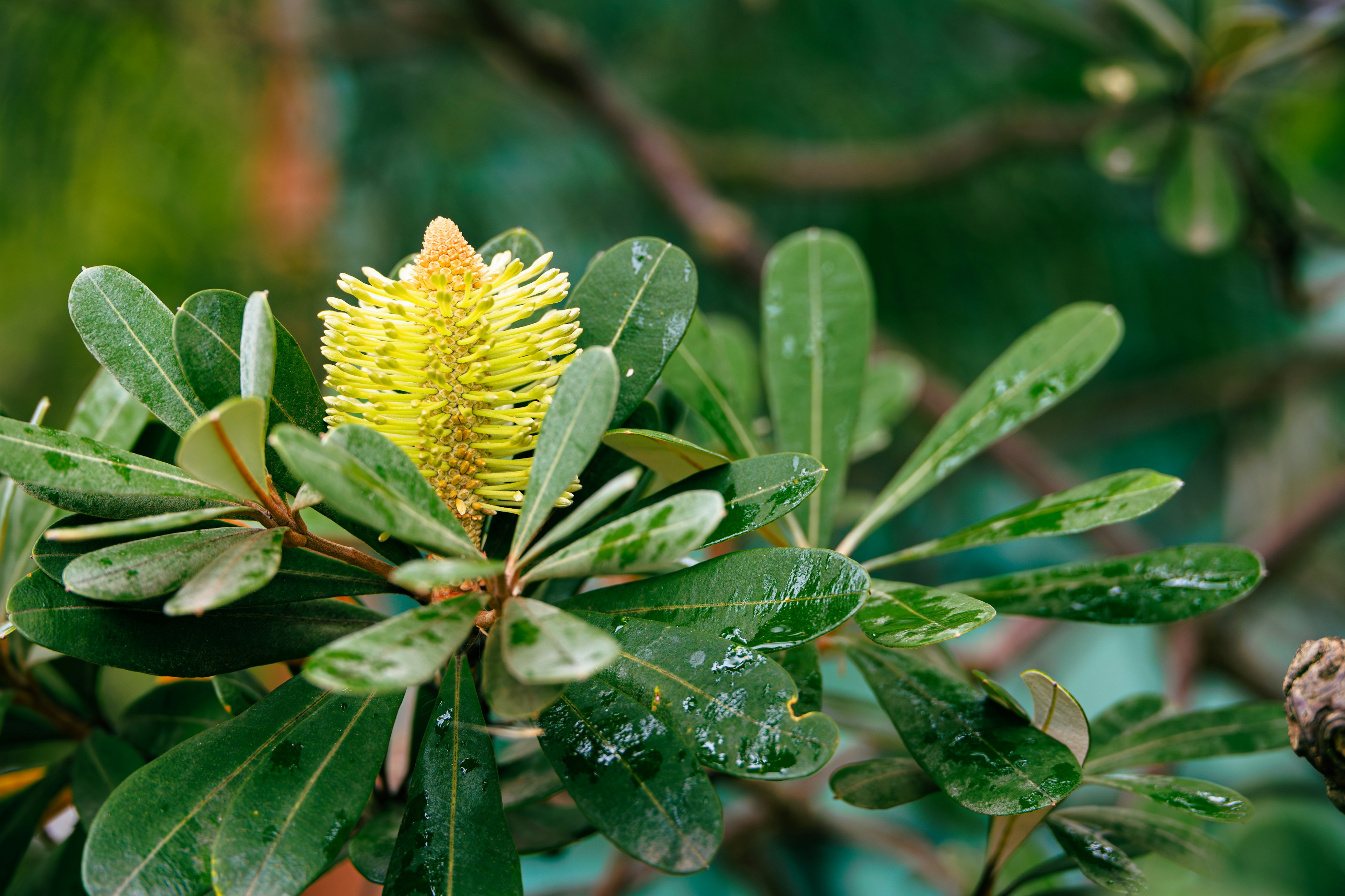 Une plante distinctive avec des feuilles vertes et une fleur jaune