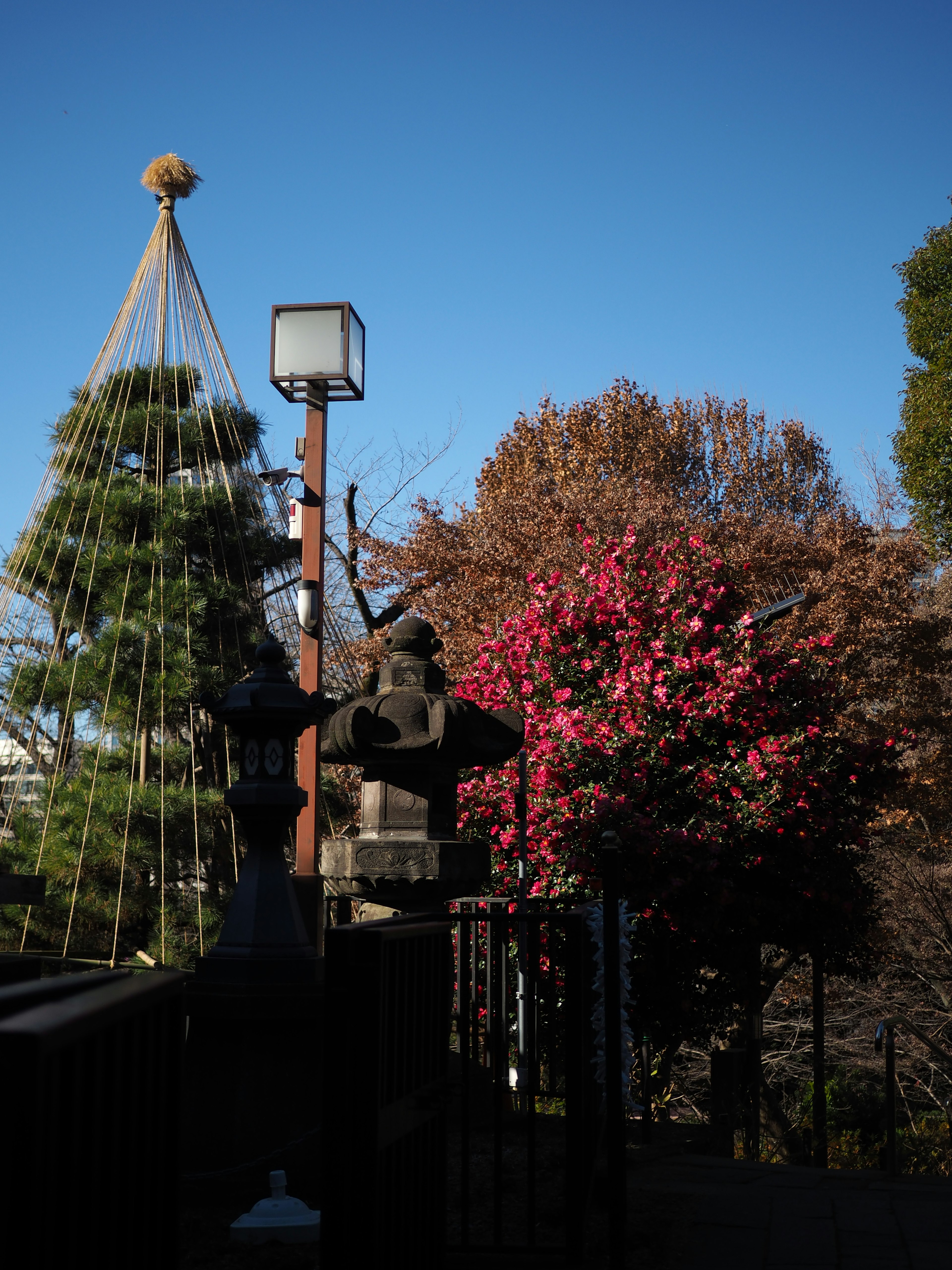 Un paysage avec un pin et un arbre à fleurs roses sous un ciel bleu