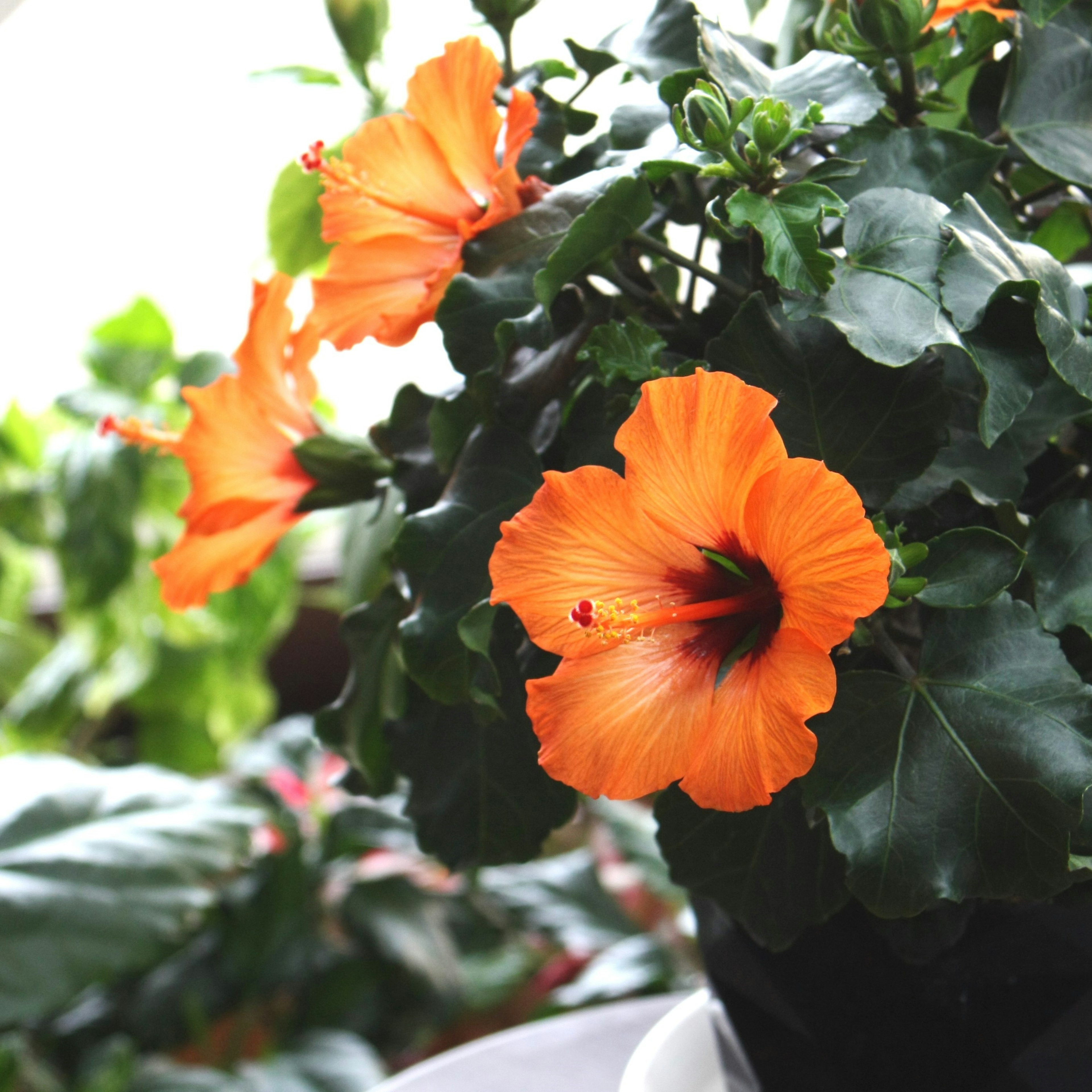 Orange hibiscus flower blooming among green leaves