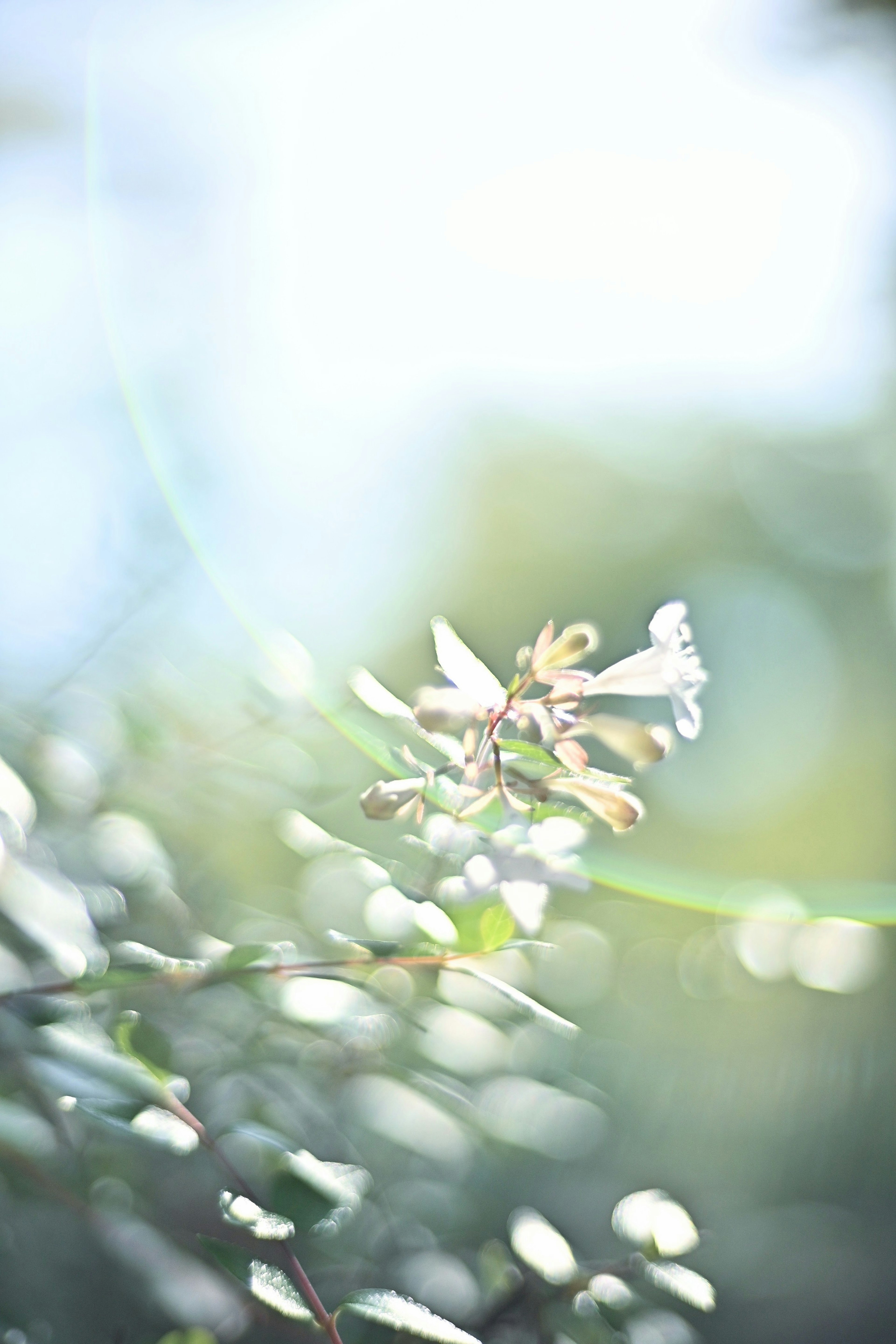 Zarte Blume und grüne Blätter, beleuchtet von sanftem Licht