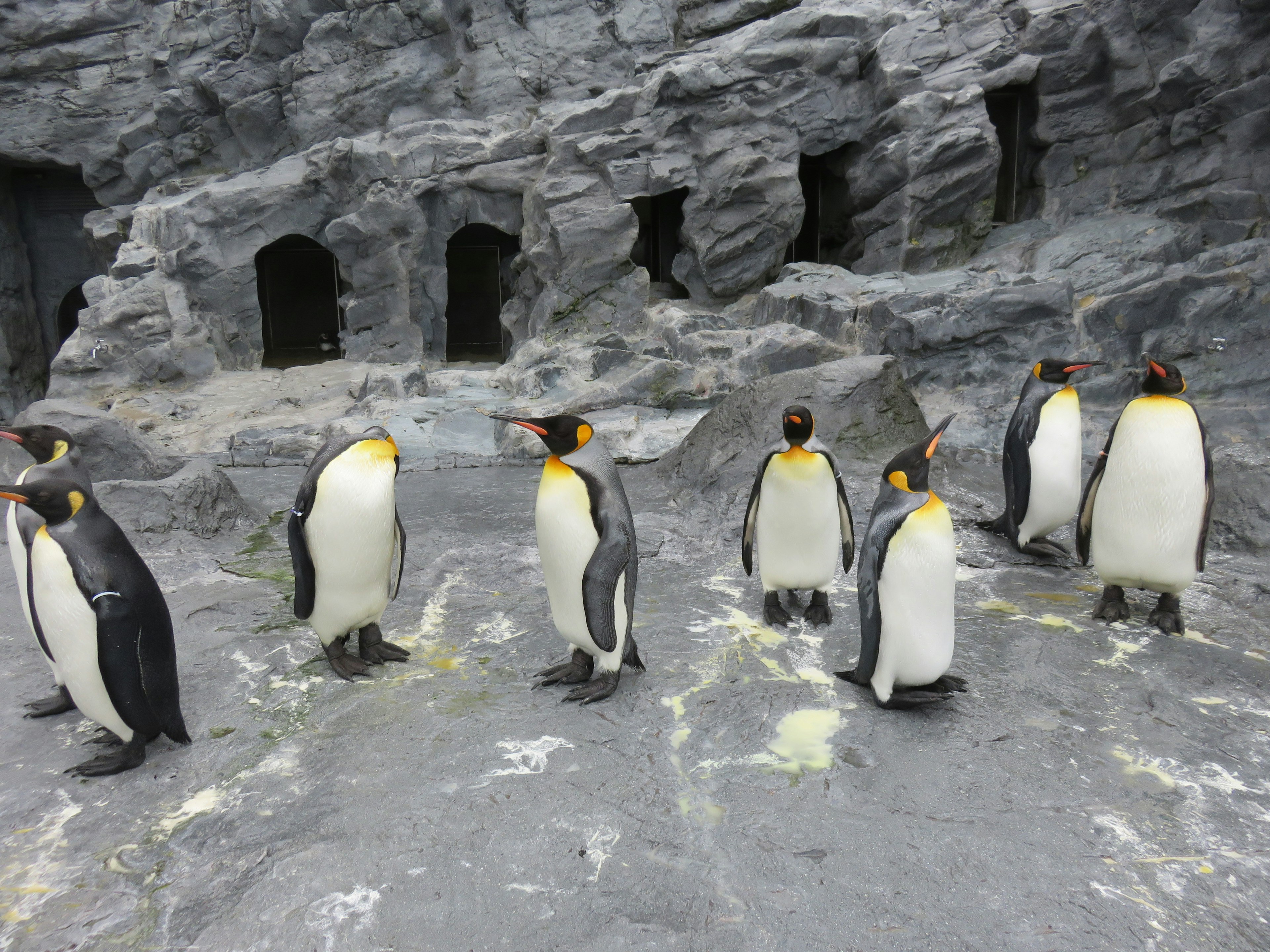 A group of penguins standing on rocky terrain