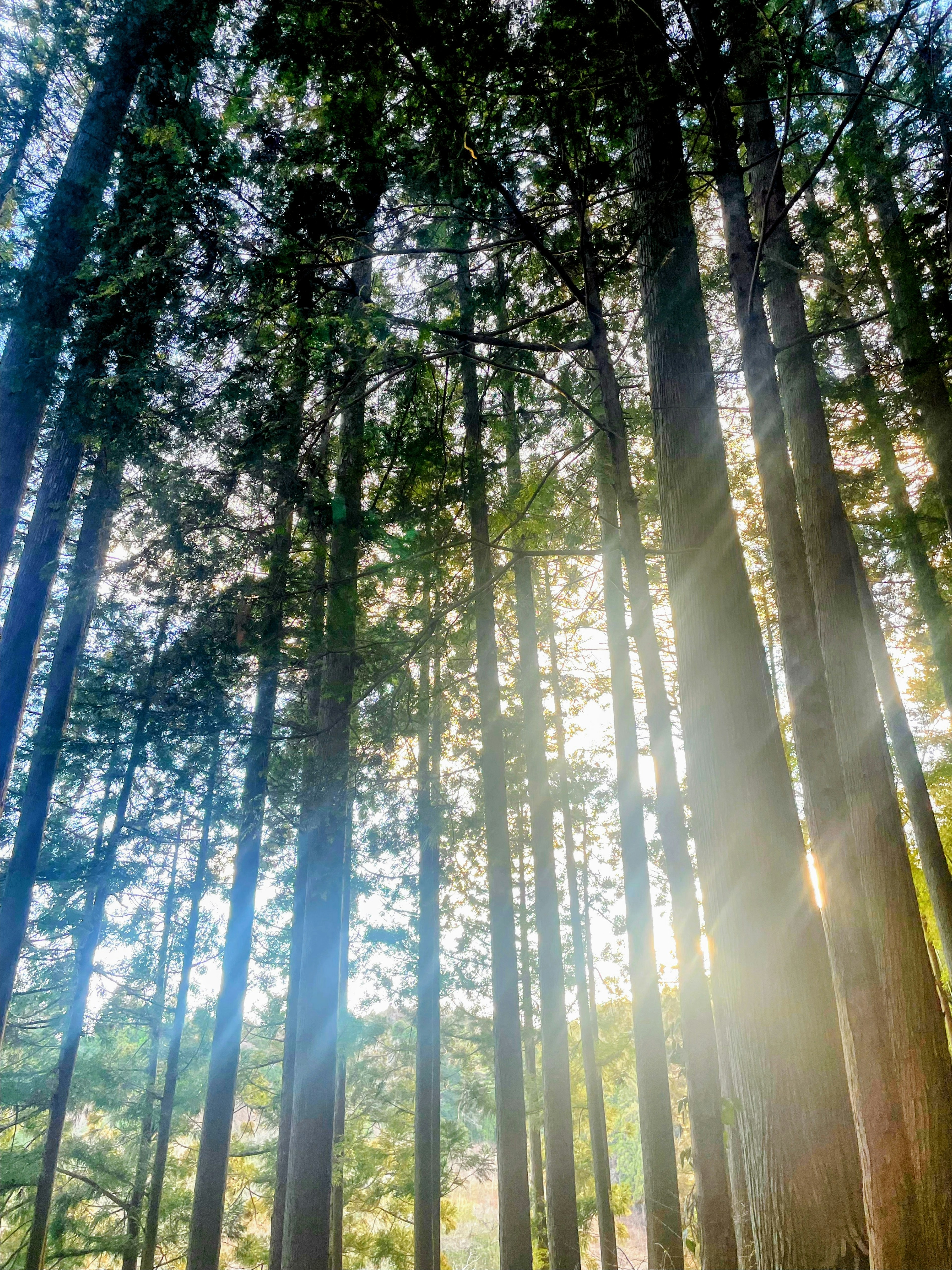 Sunlight streaming through tall trees in a forest