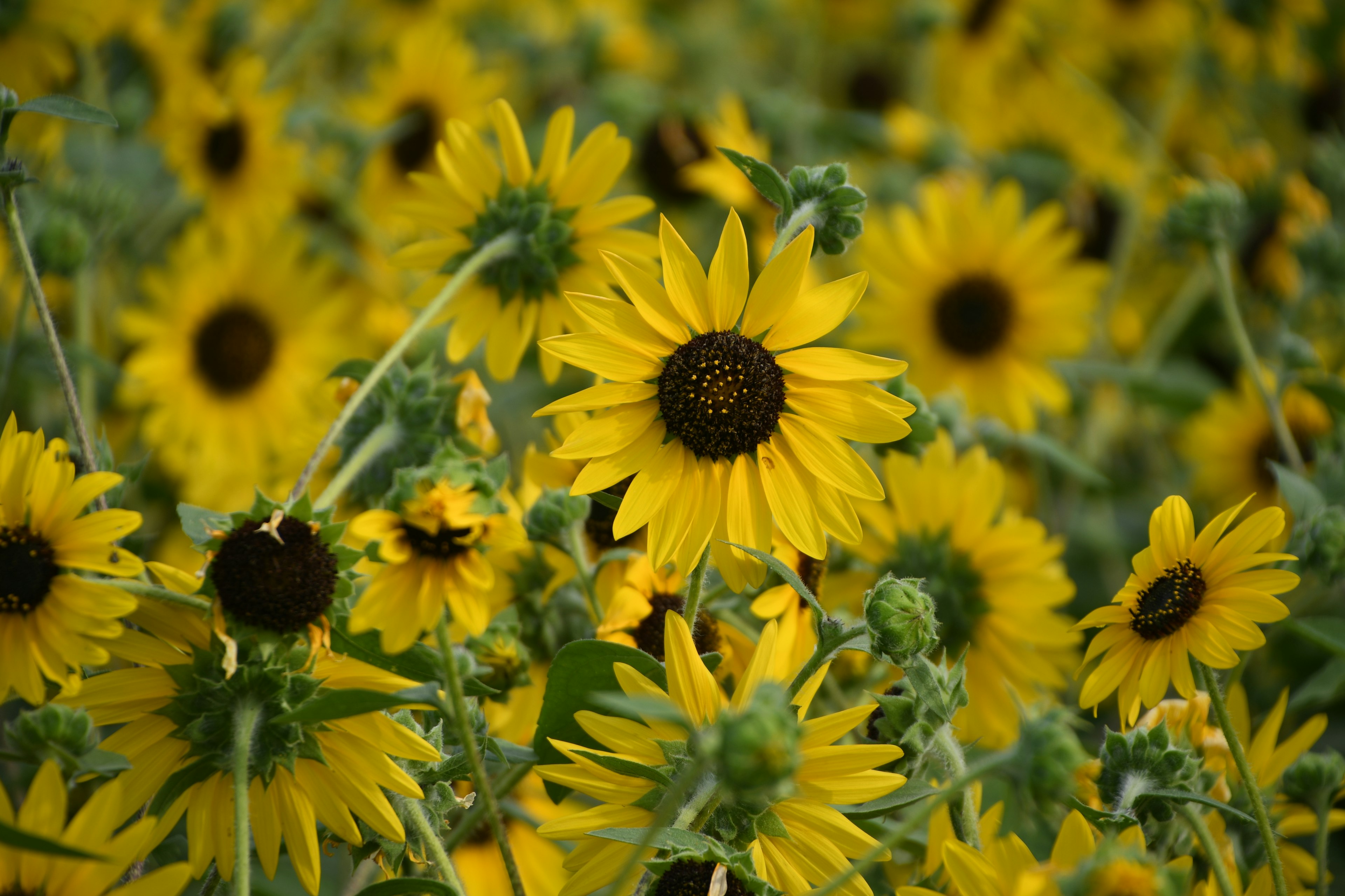 Lebendige Felder mit leuchtend gelben Sonnenblumen