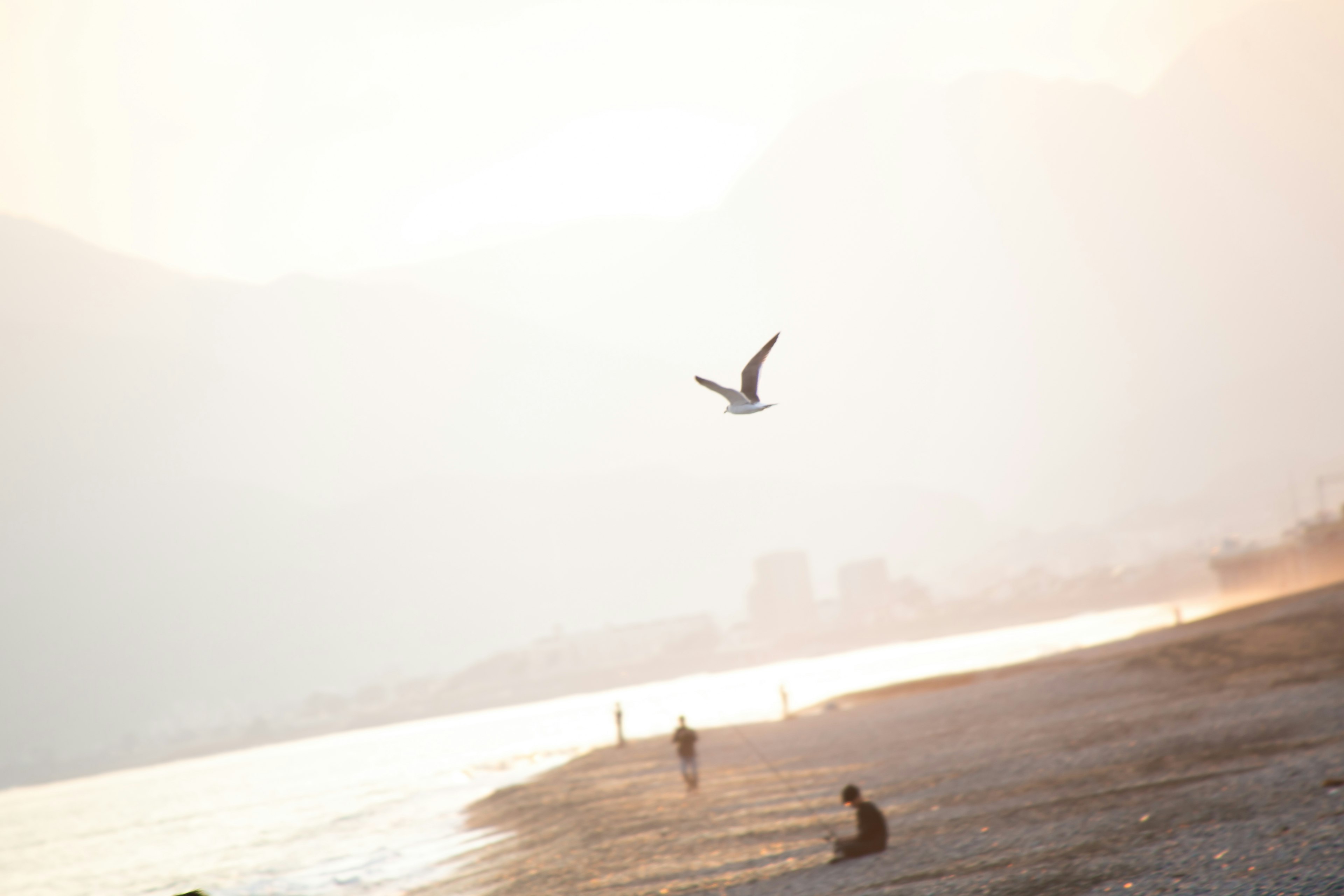 海辺で飛ぶ鳥と人々がいる柔らかな光の風景