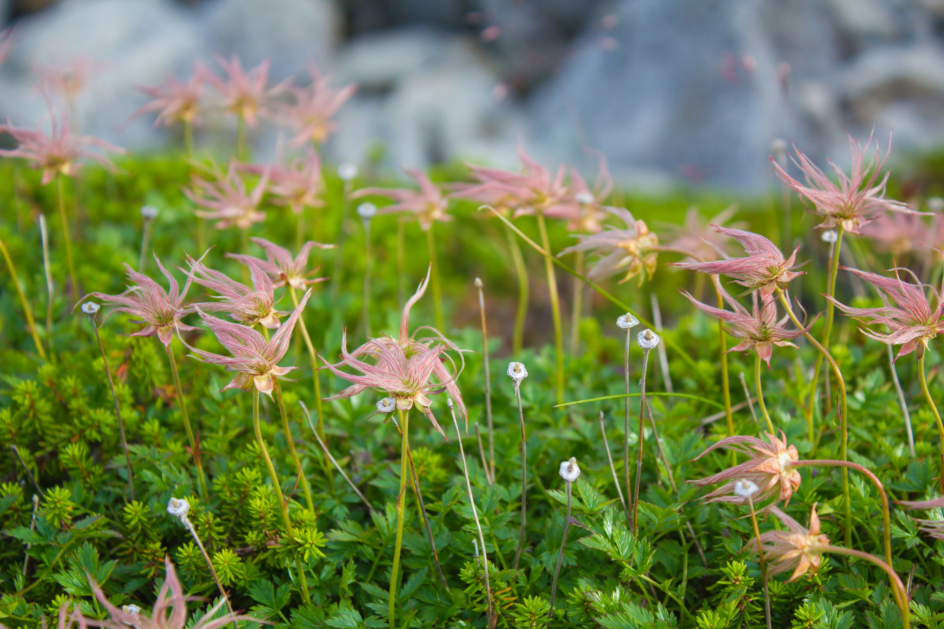 Zarte rosa Blumen blühen zwischen grünen Pflanzen und Steinen