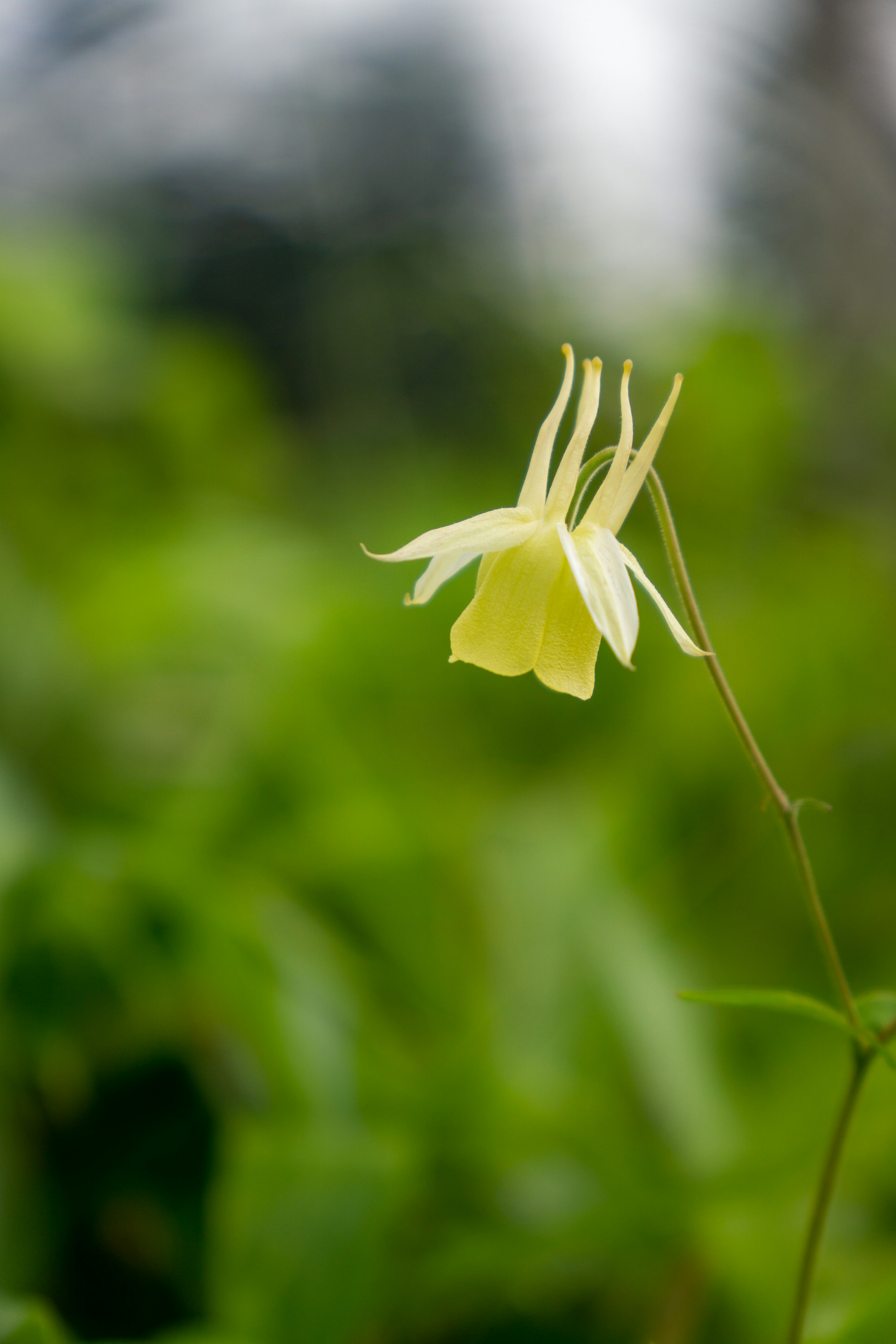 A yellow flower stands out against a green background