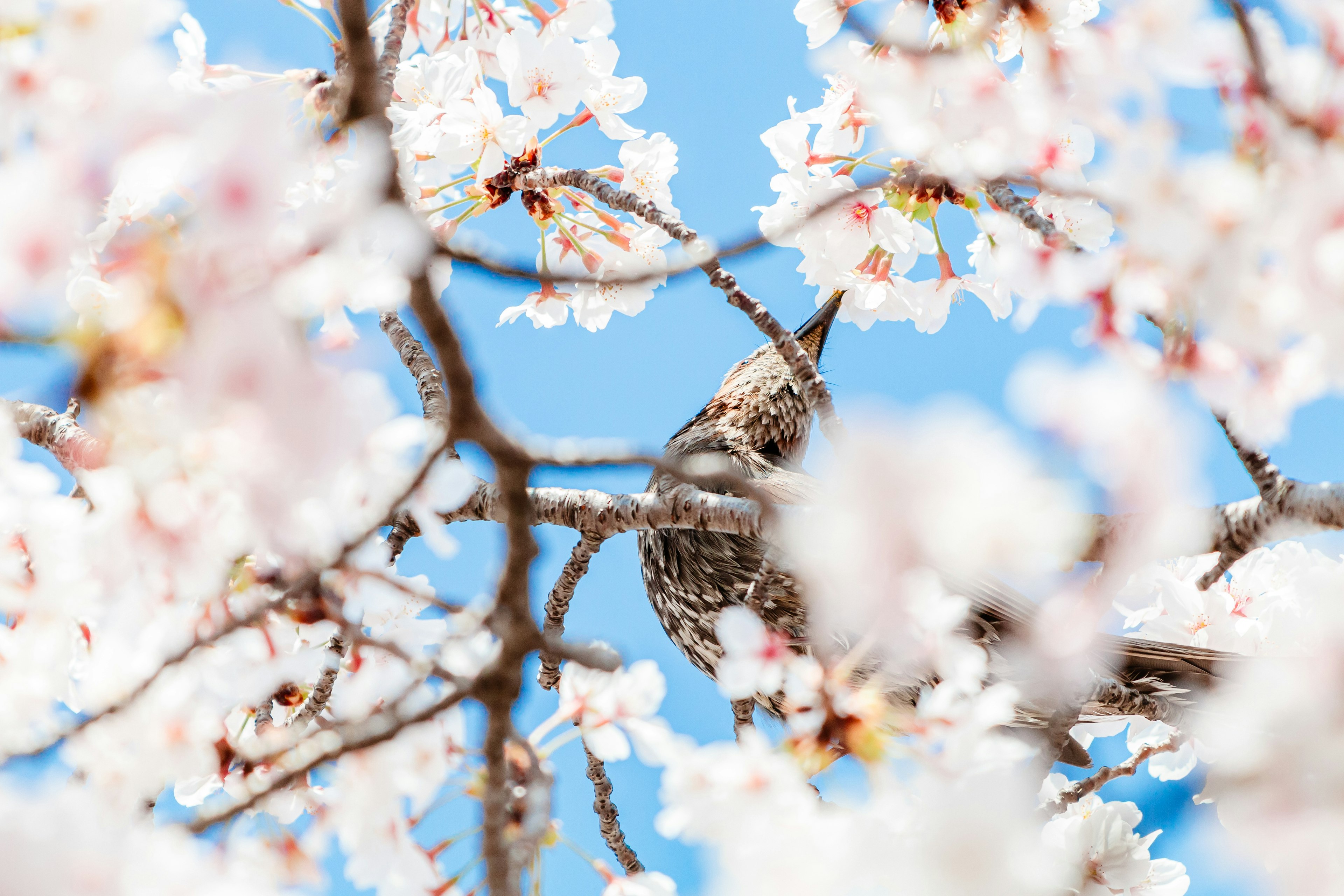 桜の花の中に隠れた小鳥の写真青空背景