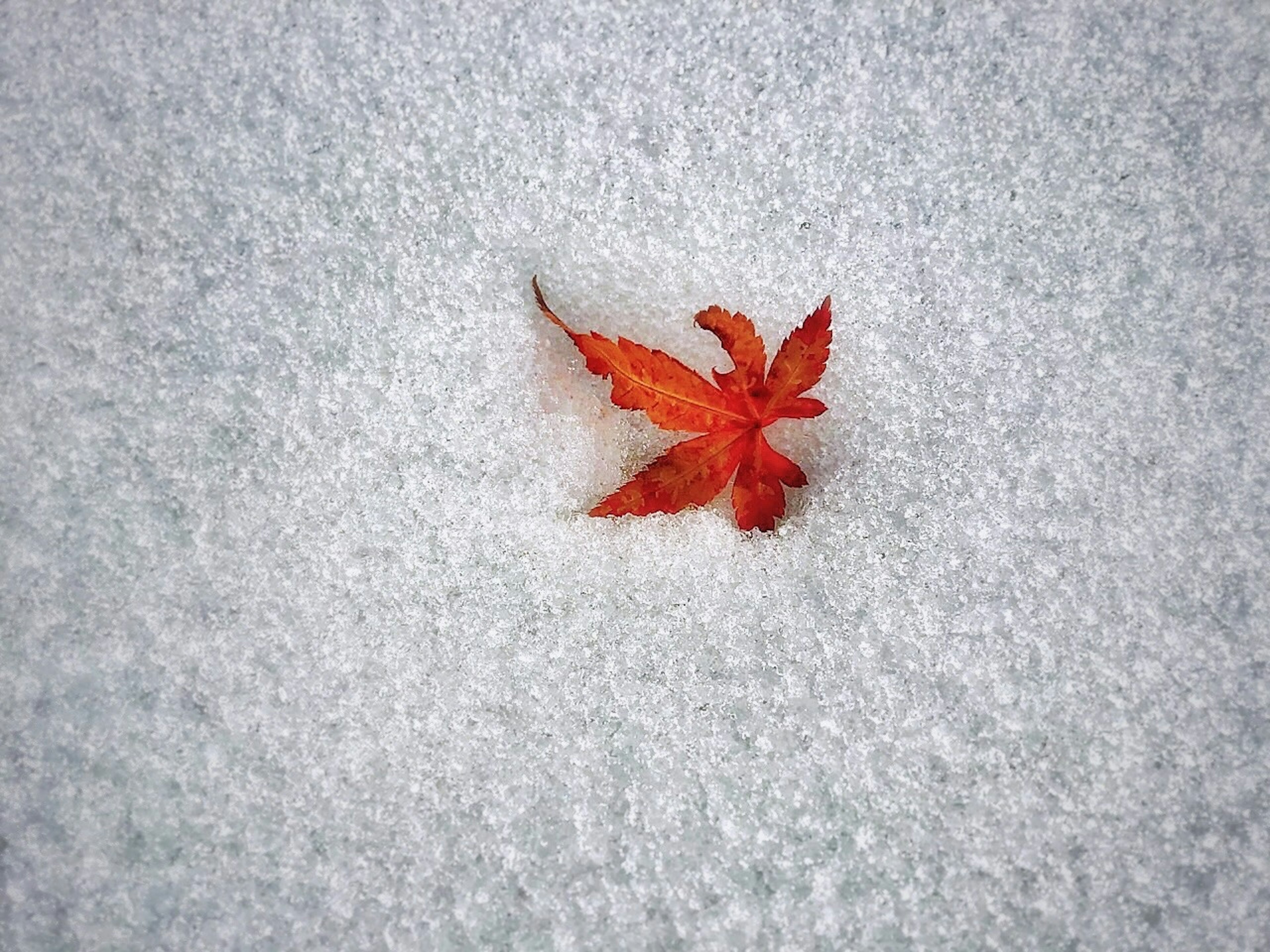 Una foglia rossa su neve bianca