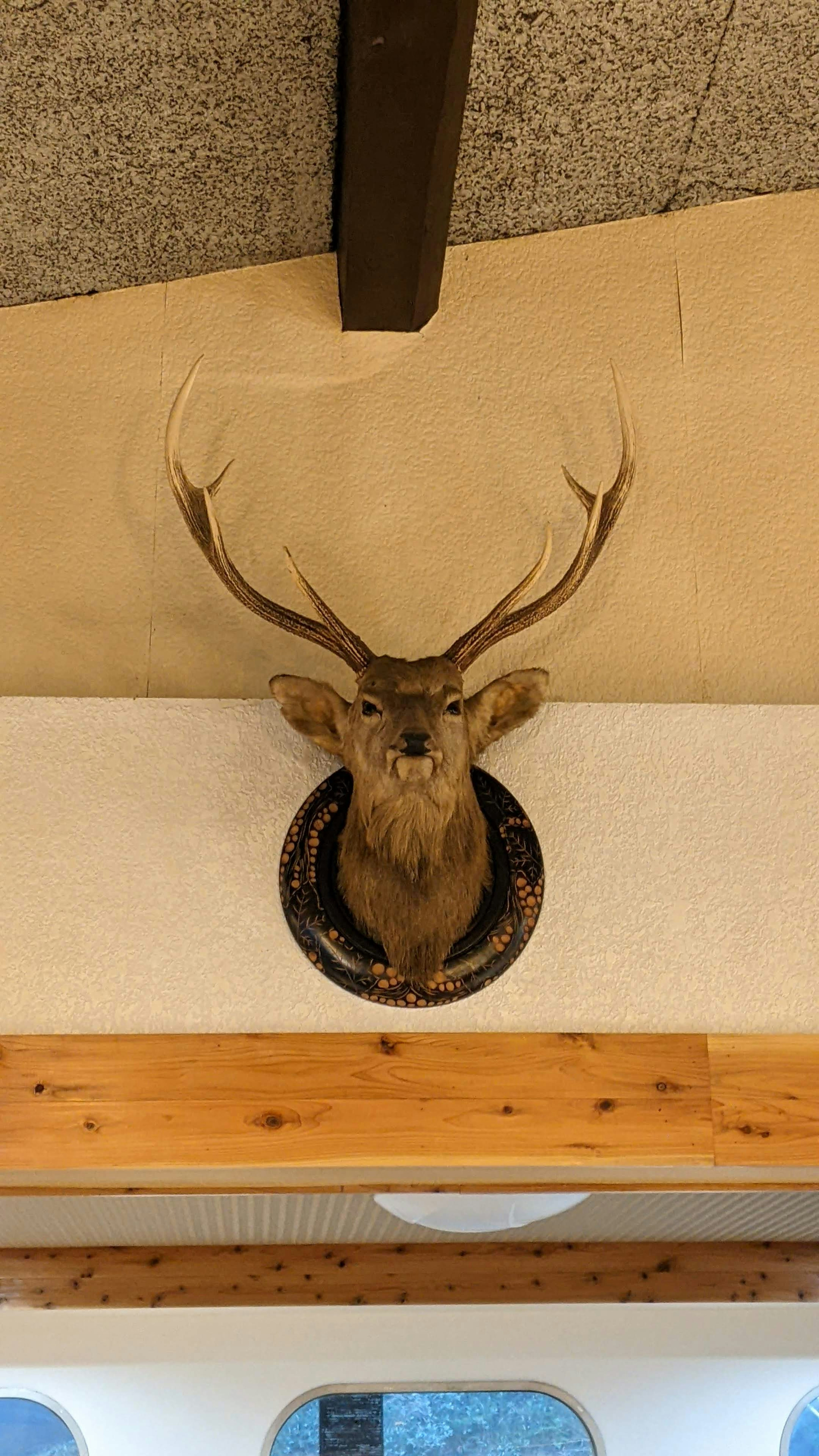 A mounted deer head on a wall