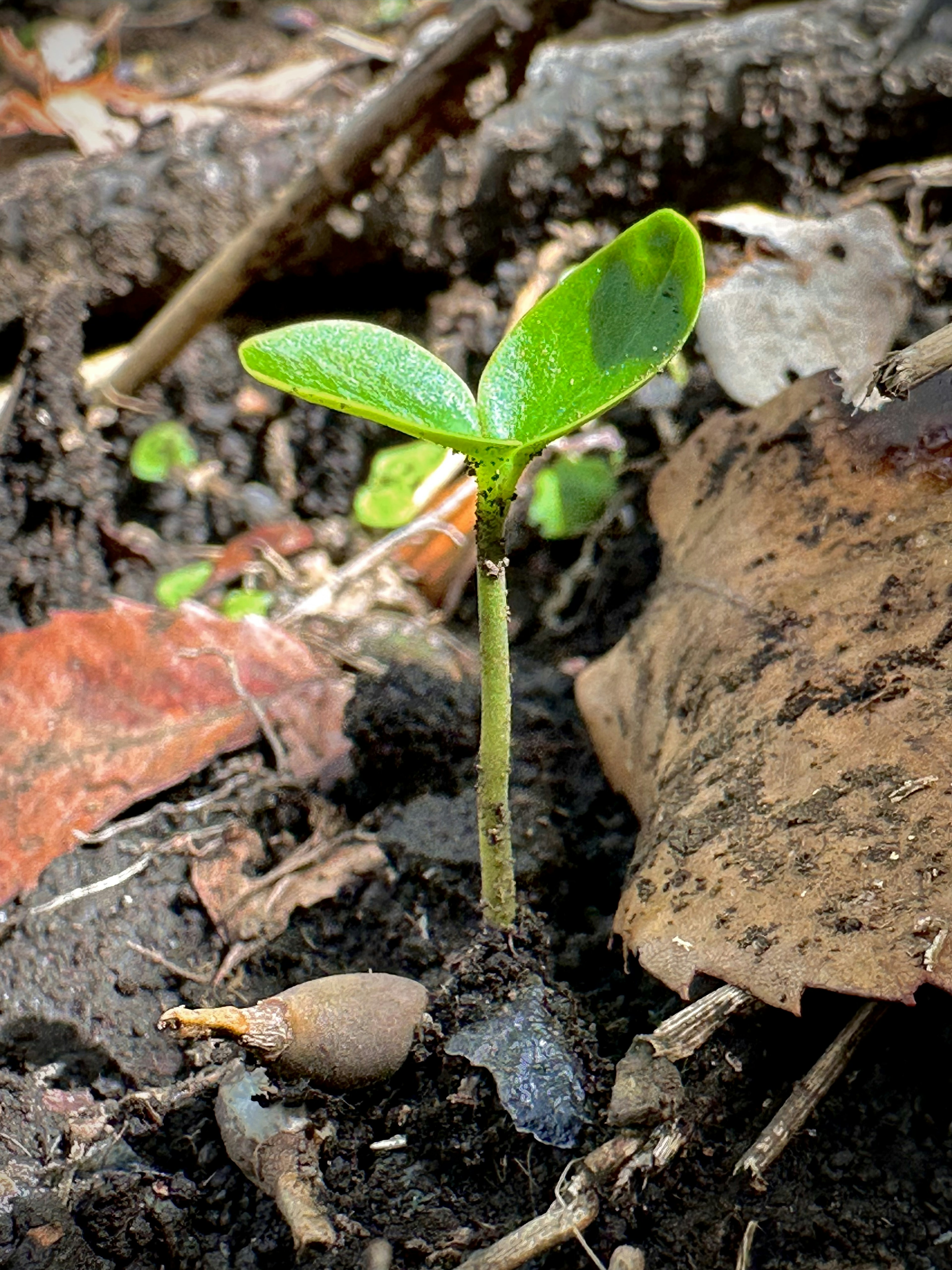 Una piccola pianta che emerge dal terreno con foglie verdi