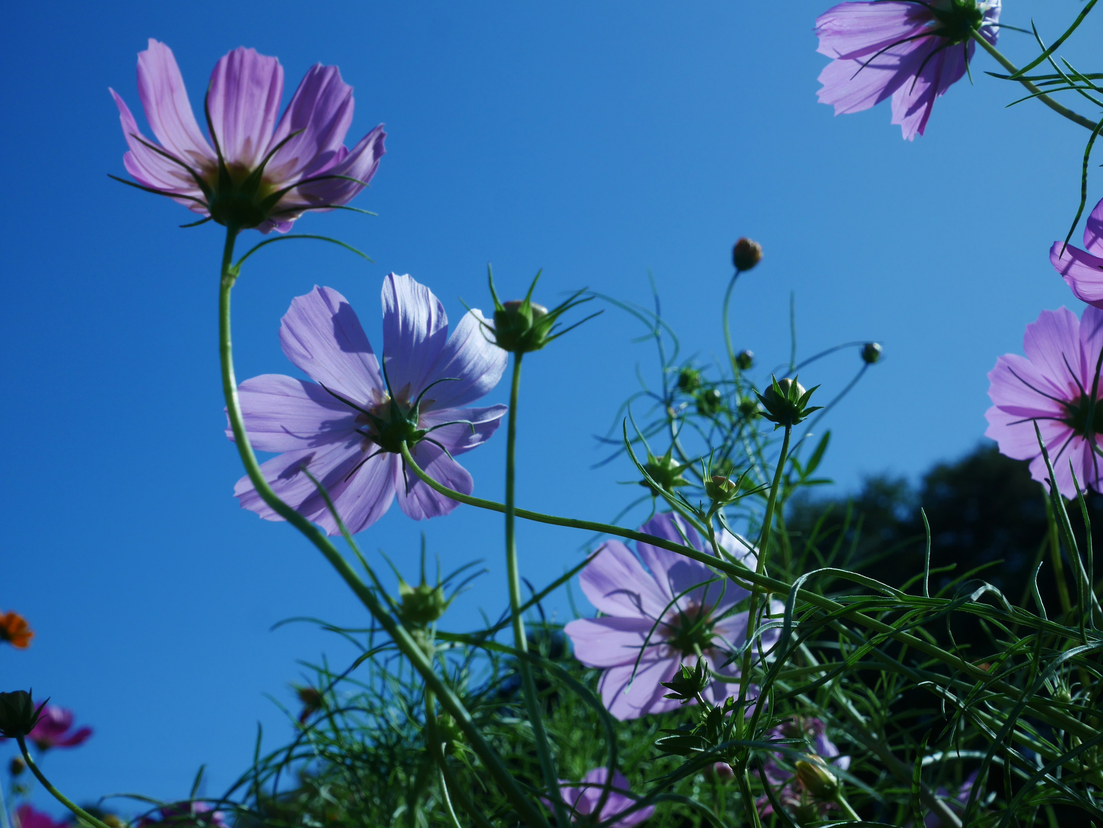 Pink and white cosmos flowers blooming under a blue sky