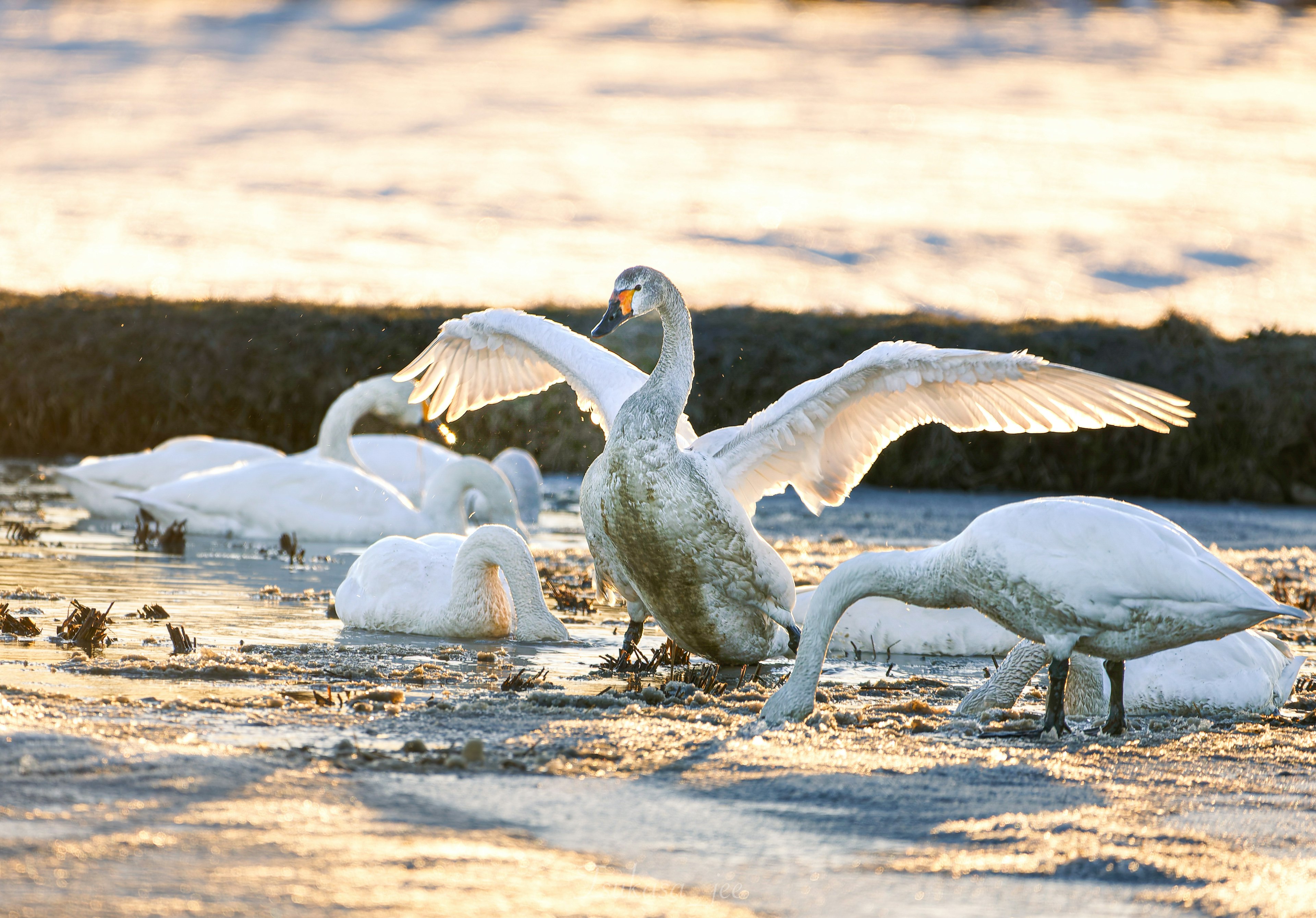 Eine Gruppe von Schwänen versammelt sich am Wasser, während einer seine Flügel ausbreitet