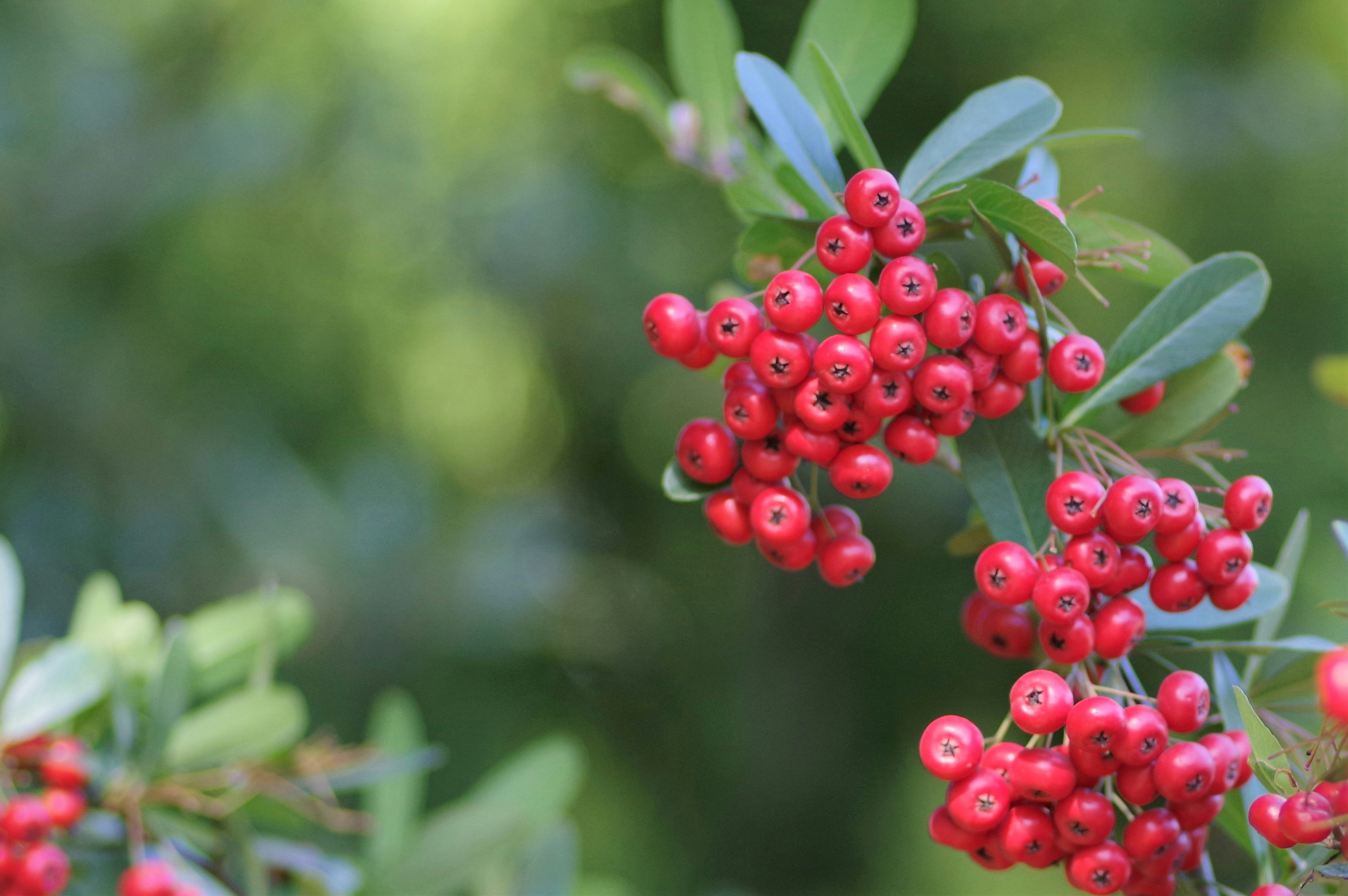 Branch of a plant with red berries green leaves in the background