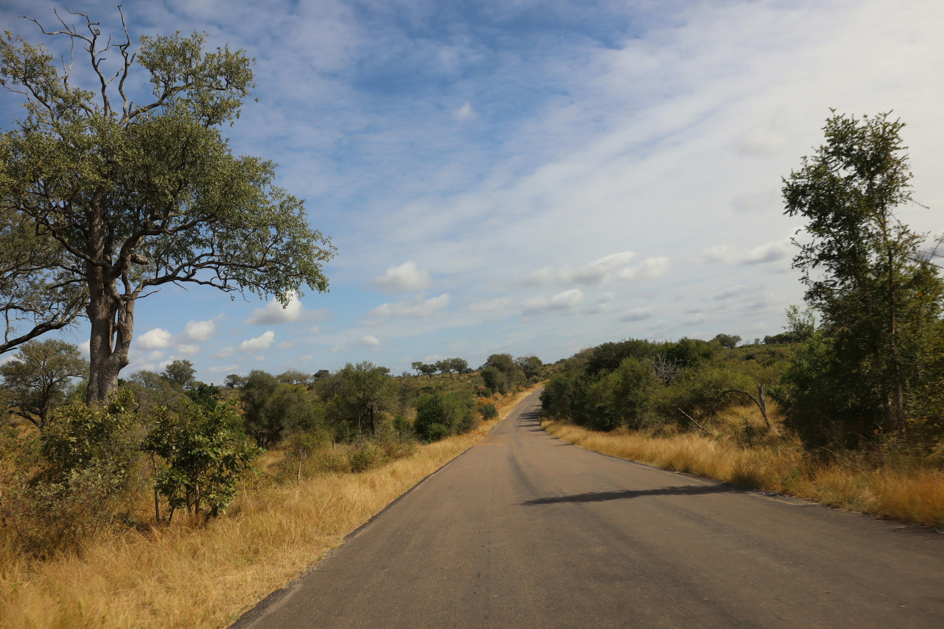 Carretera pavimentada a través de un pastizal seco con árboles dispersos