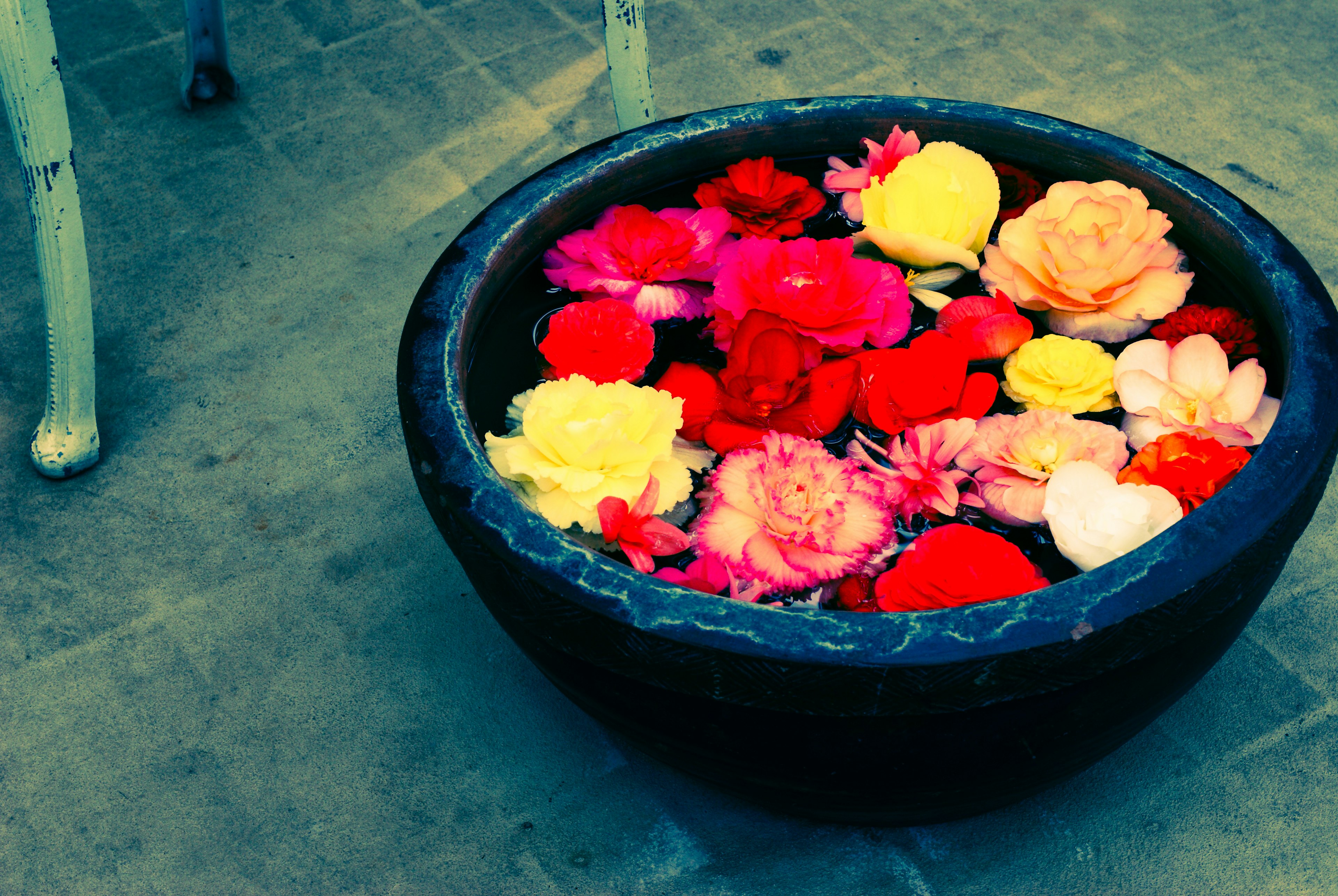 Un cuenco negro lleno de flores coloridas flotando en agua