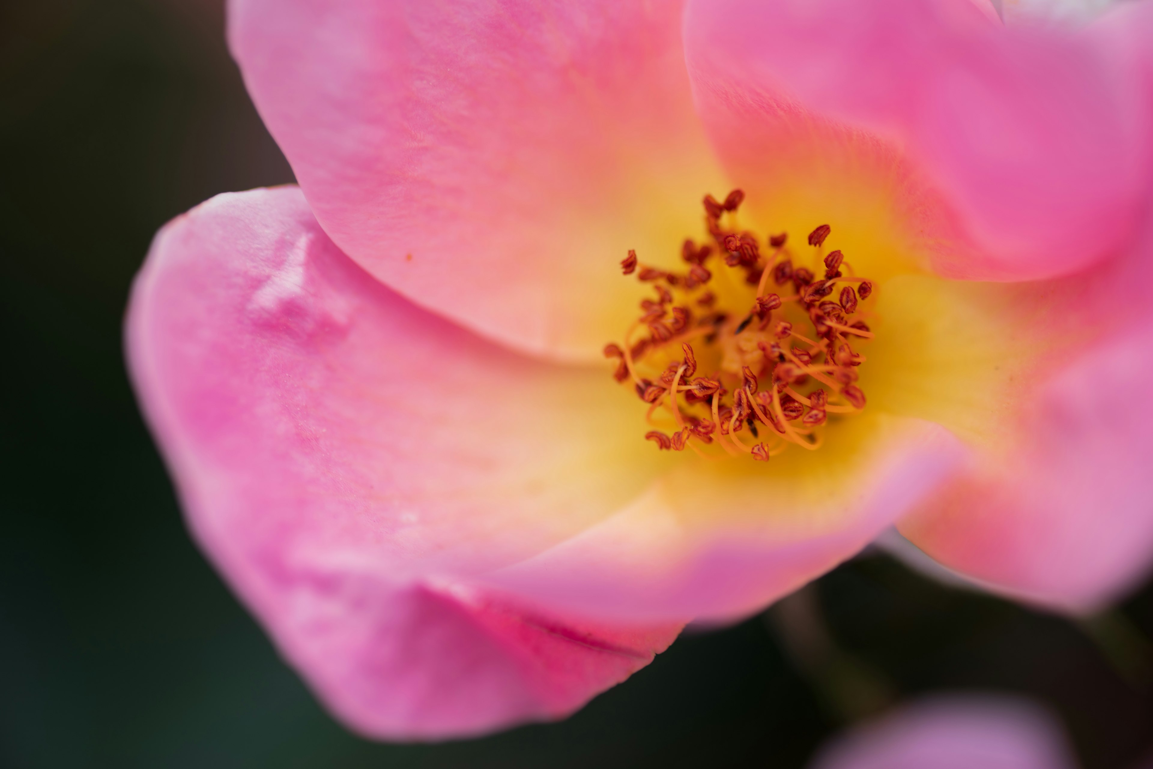 Primo piano di un fiore rosa con un centro giallo