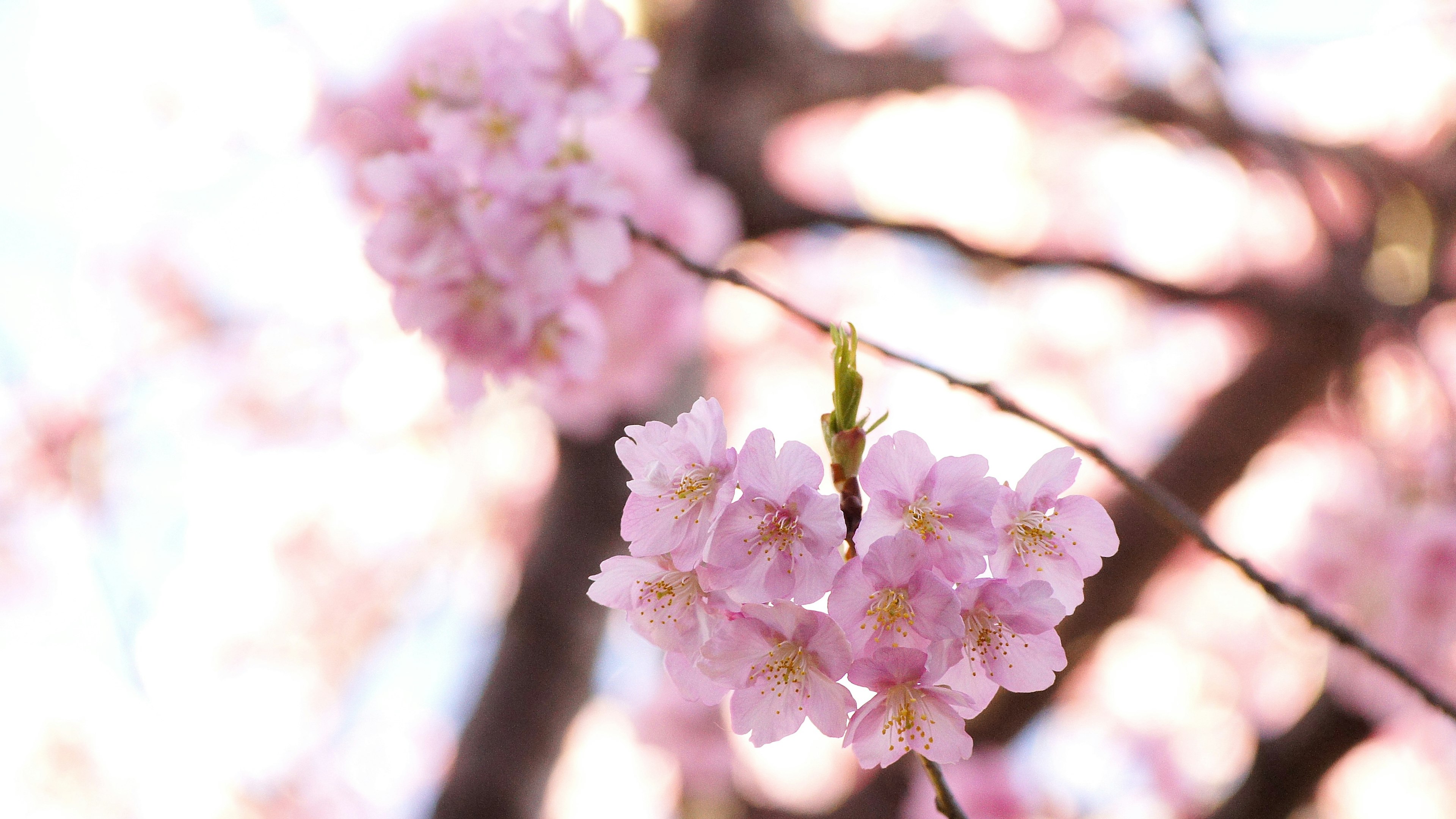 桜の花が咲いている枝のクローズアップ