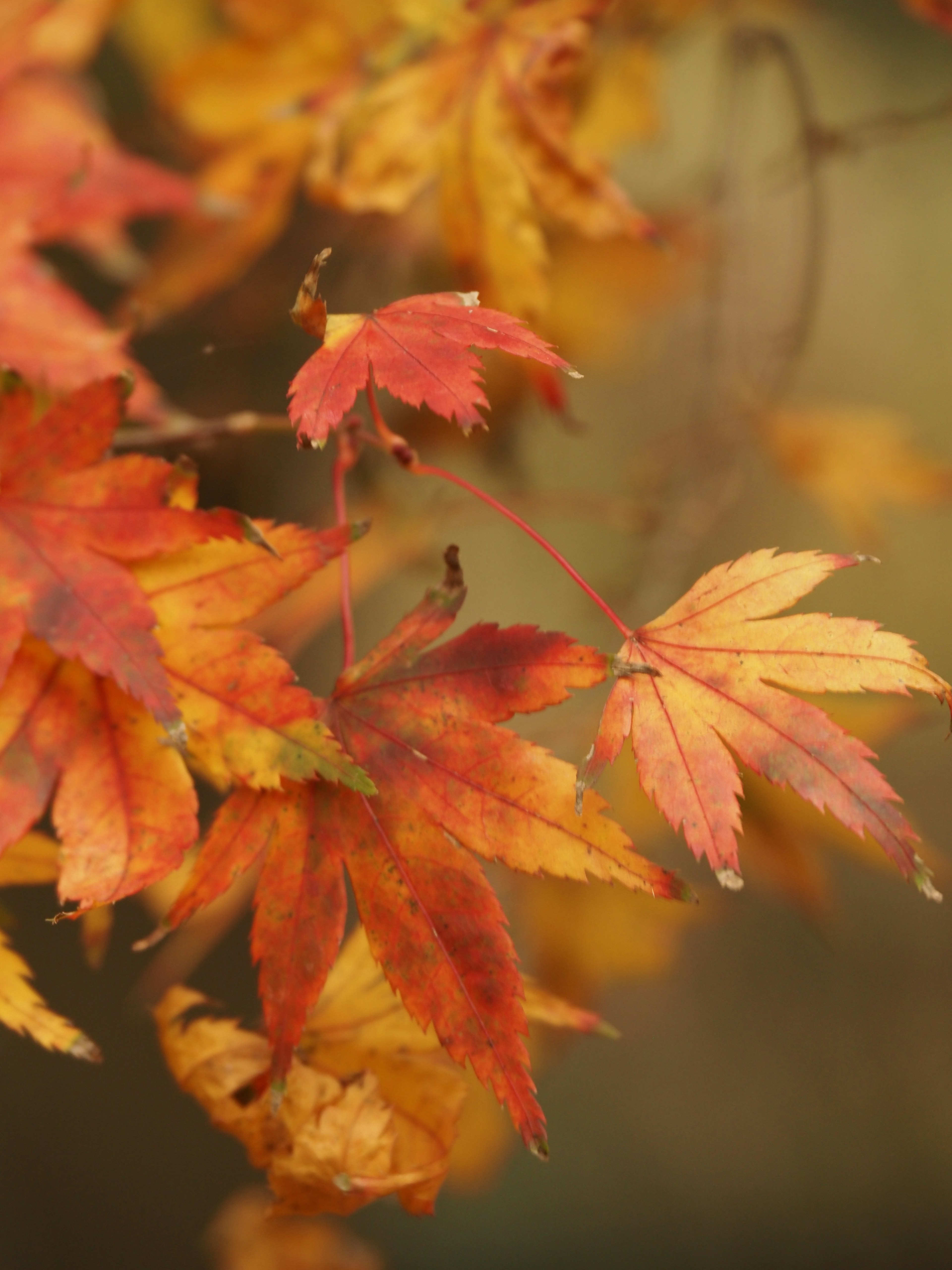 Close-up daun maple dengan warna musim gugur