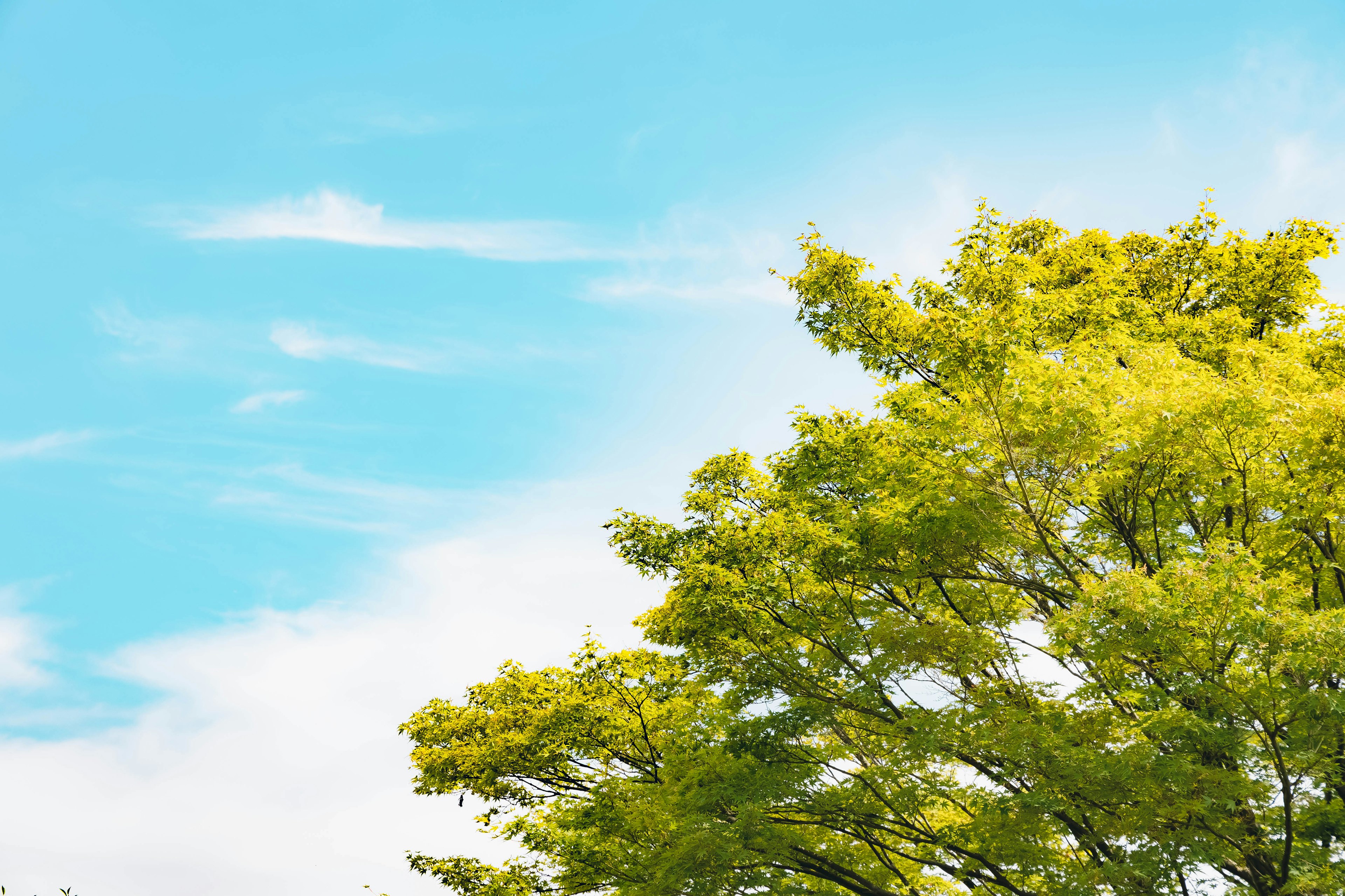 Foglie verdi di un albero sotto un cielo blu