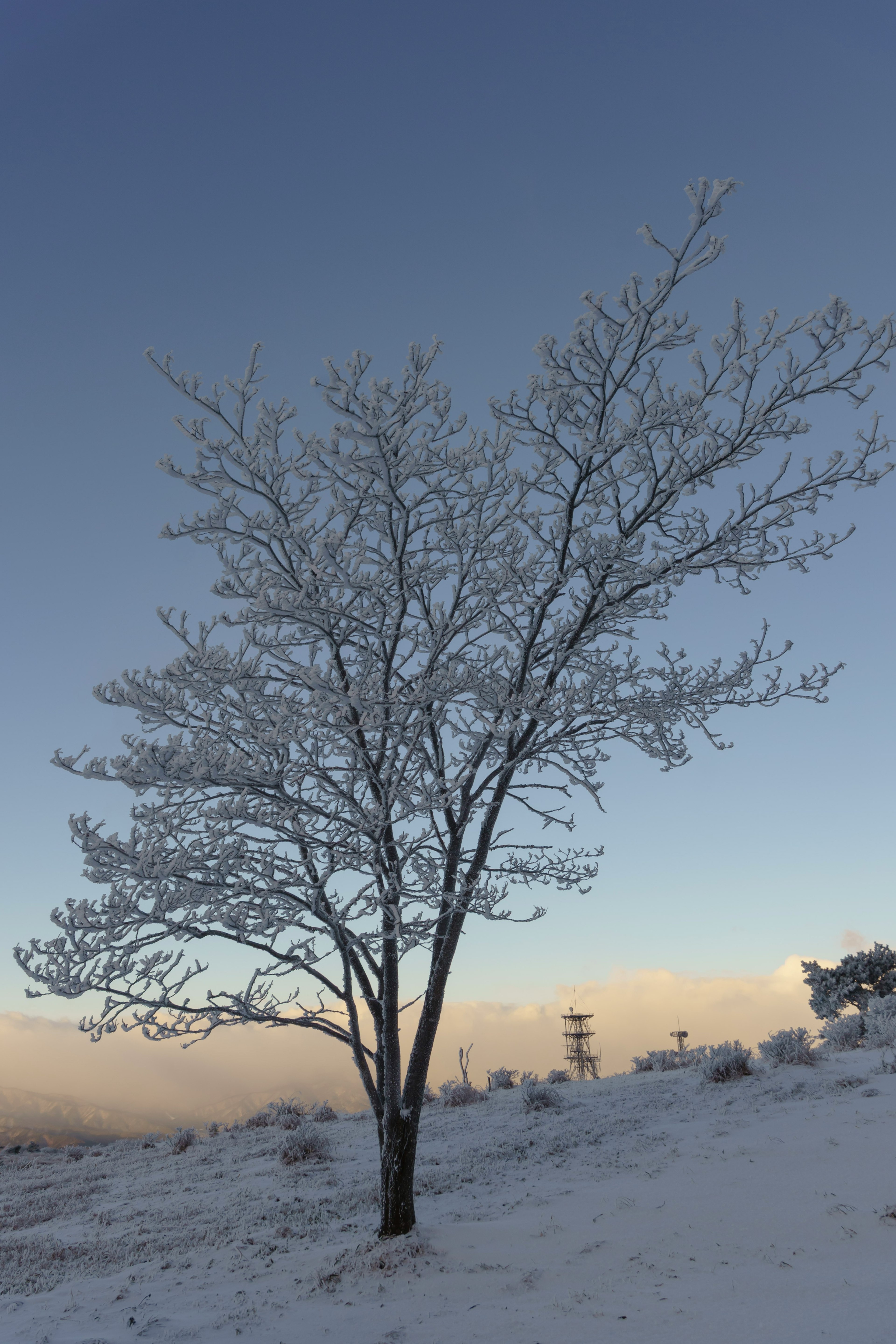 雪に覆われた木と青い空の風景