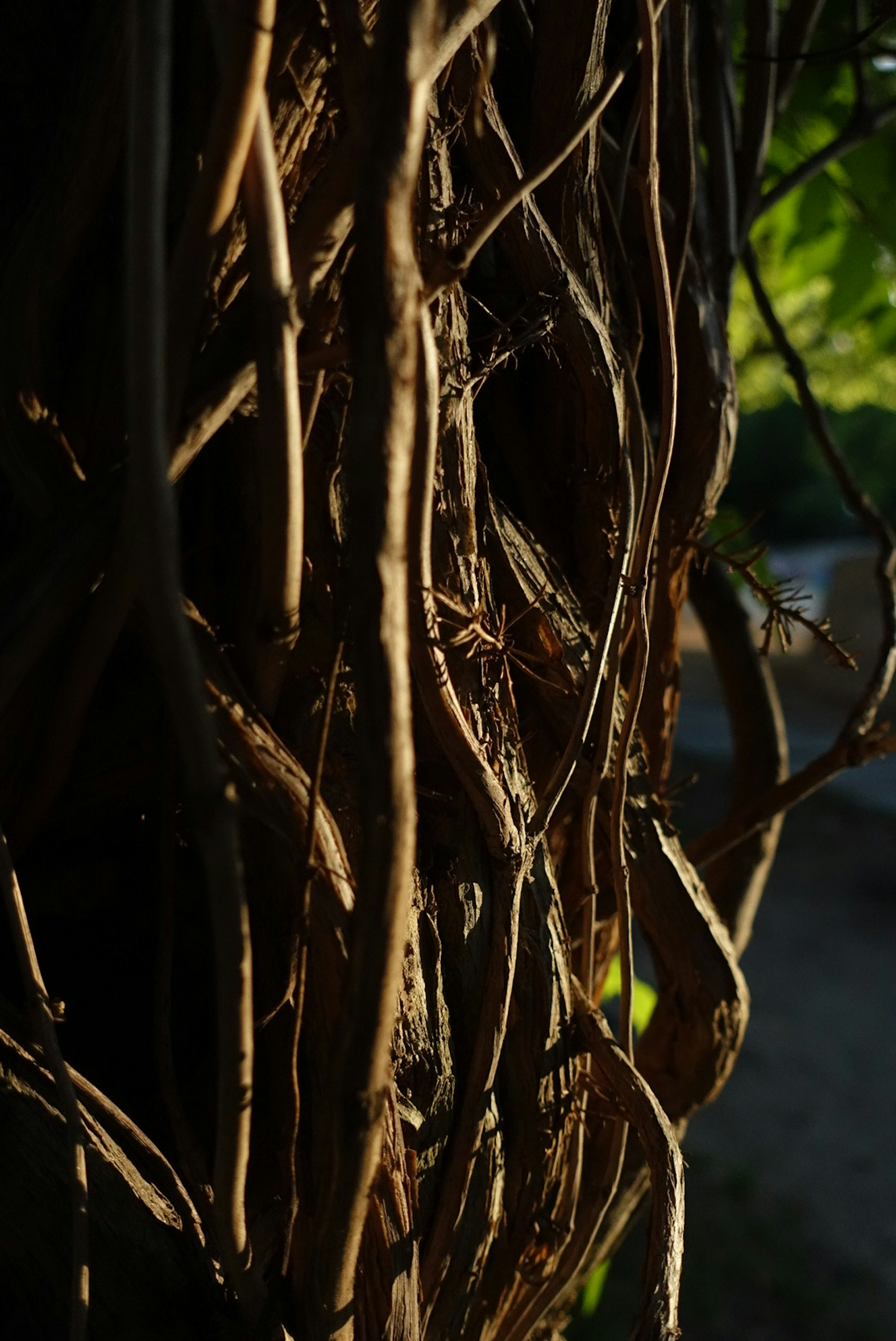 Imagen en primer plano de raíces de árbol entrelazadas que muestran texturas naturales y un notable contraste de luz