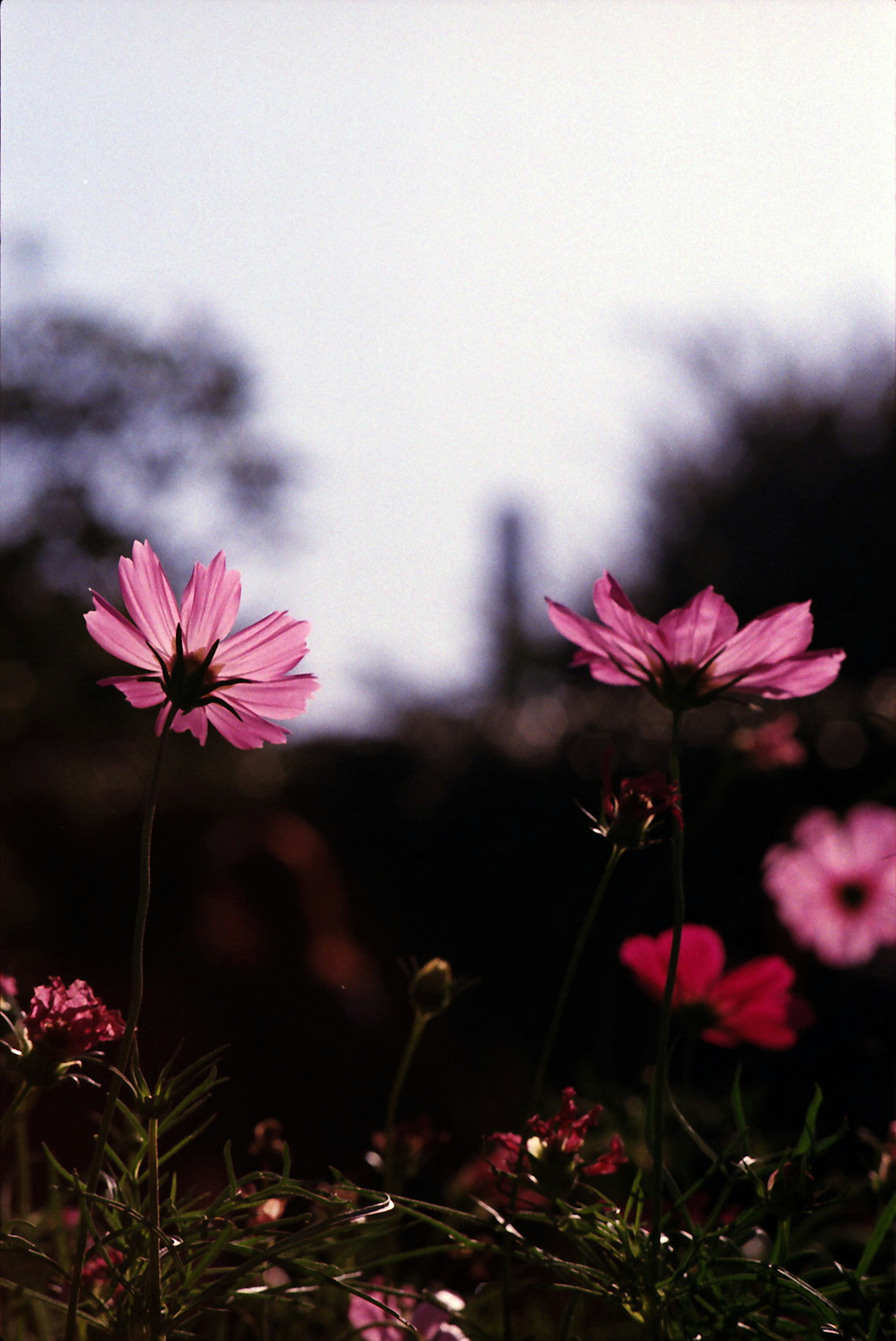 Eine Landschaft mit bunten Blumen und rosa Blüten im Vordergrund und verschwommenen Bäumen im Hintergrund