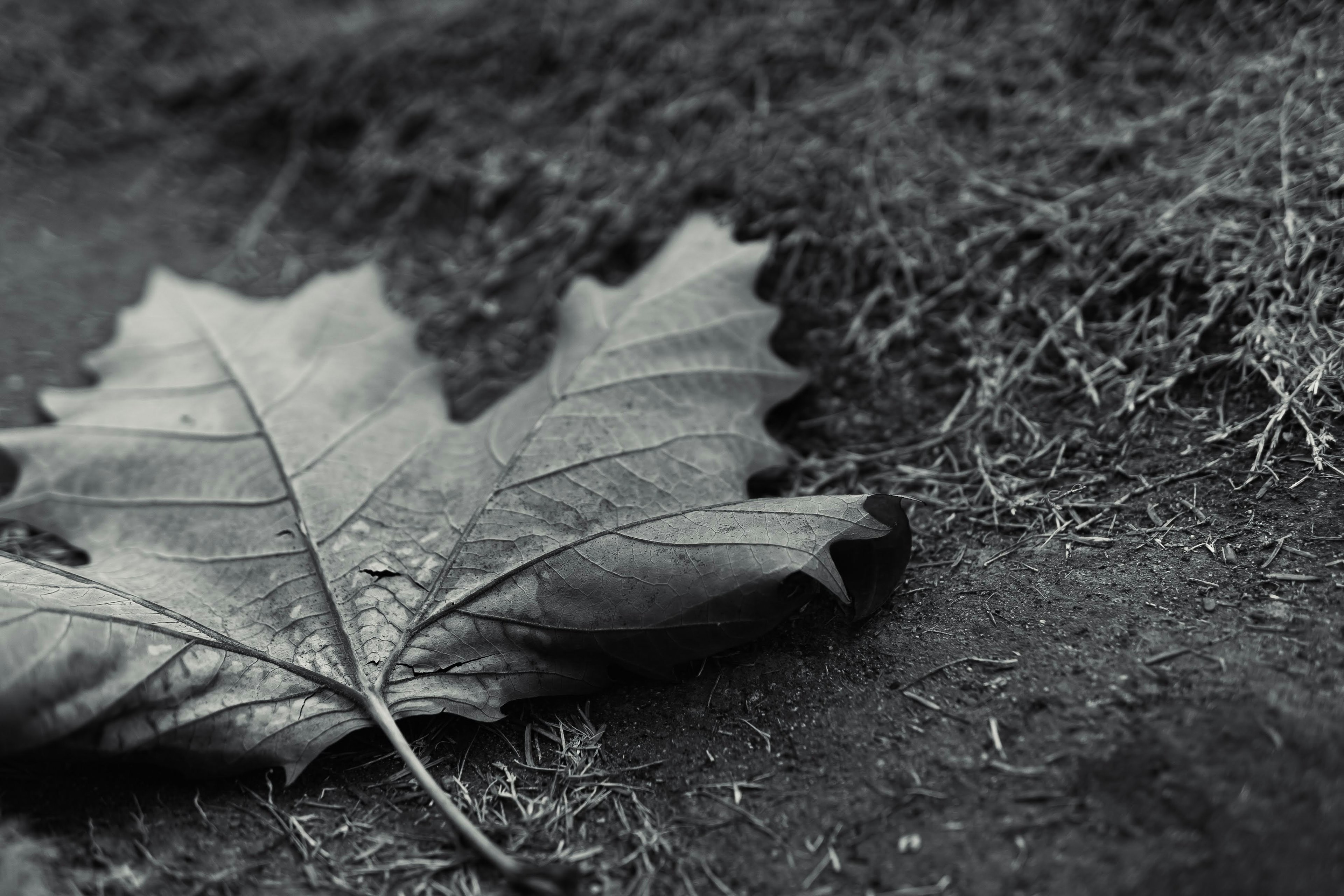 Close-up daun hitam putih yang terletak di tanah