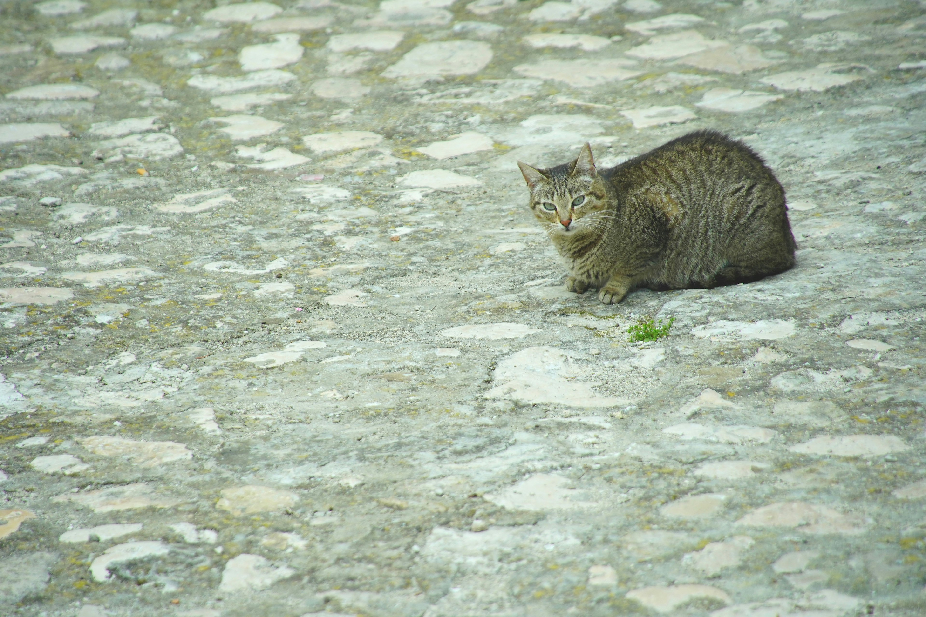 Gatto grigio seduto su una superficie di ciottoli