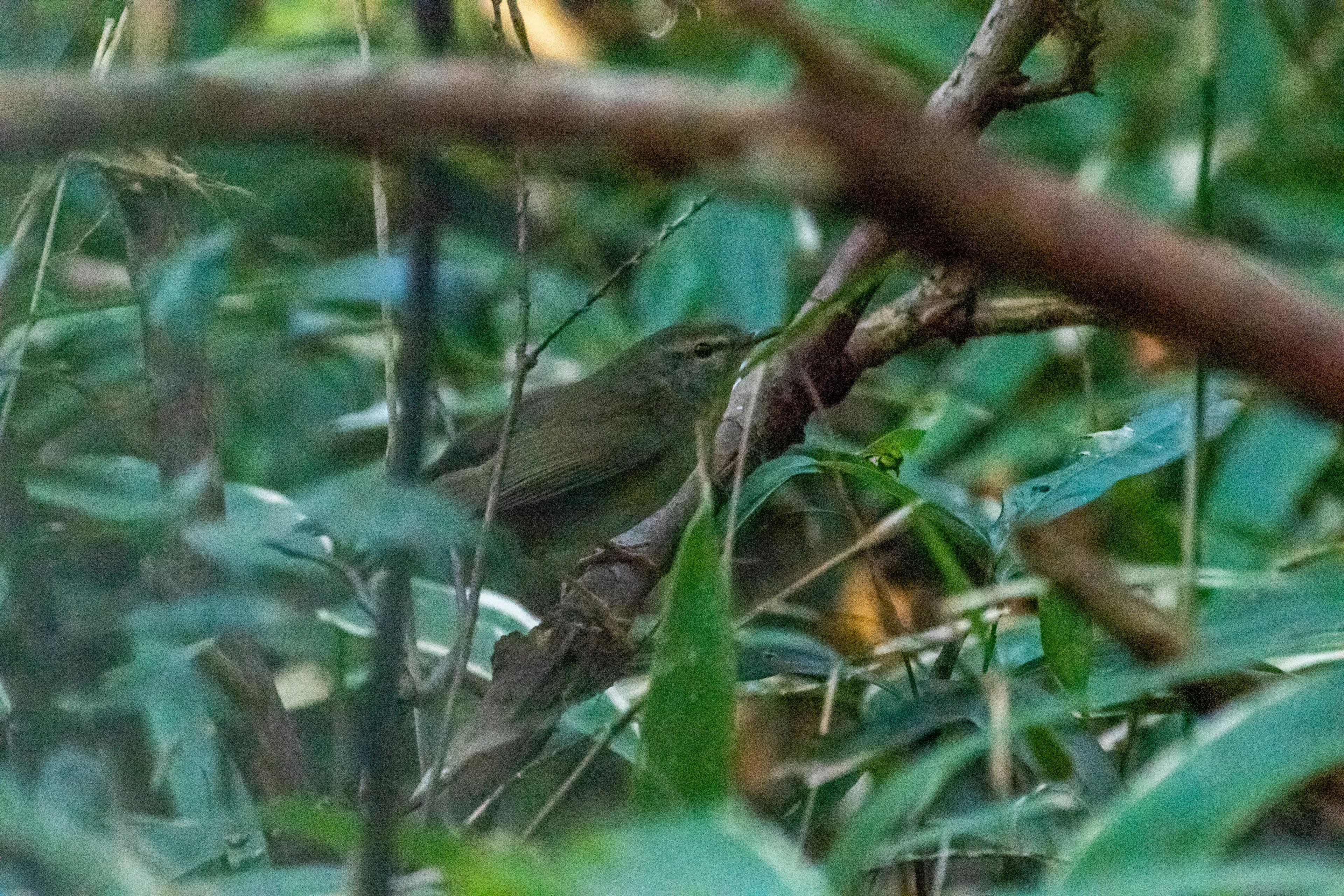 Ein kleiner Vogel, der auf einem Ast sitzt, umgeben von üppigem grünem Laub