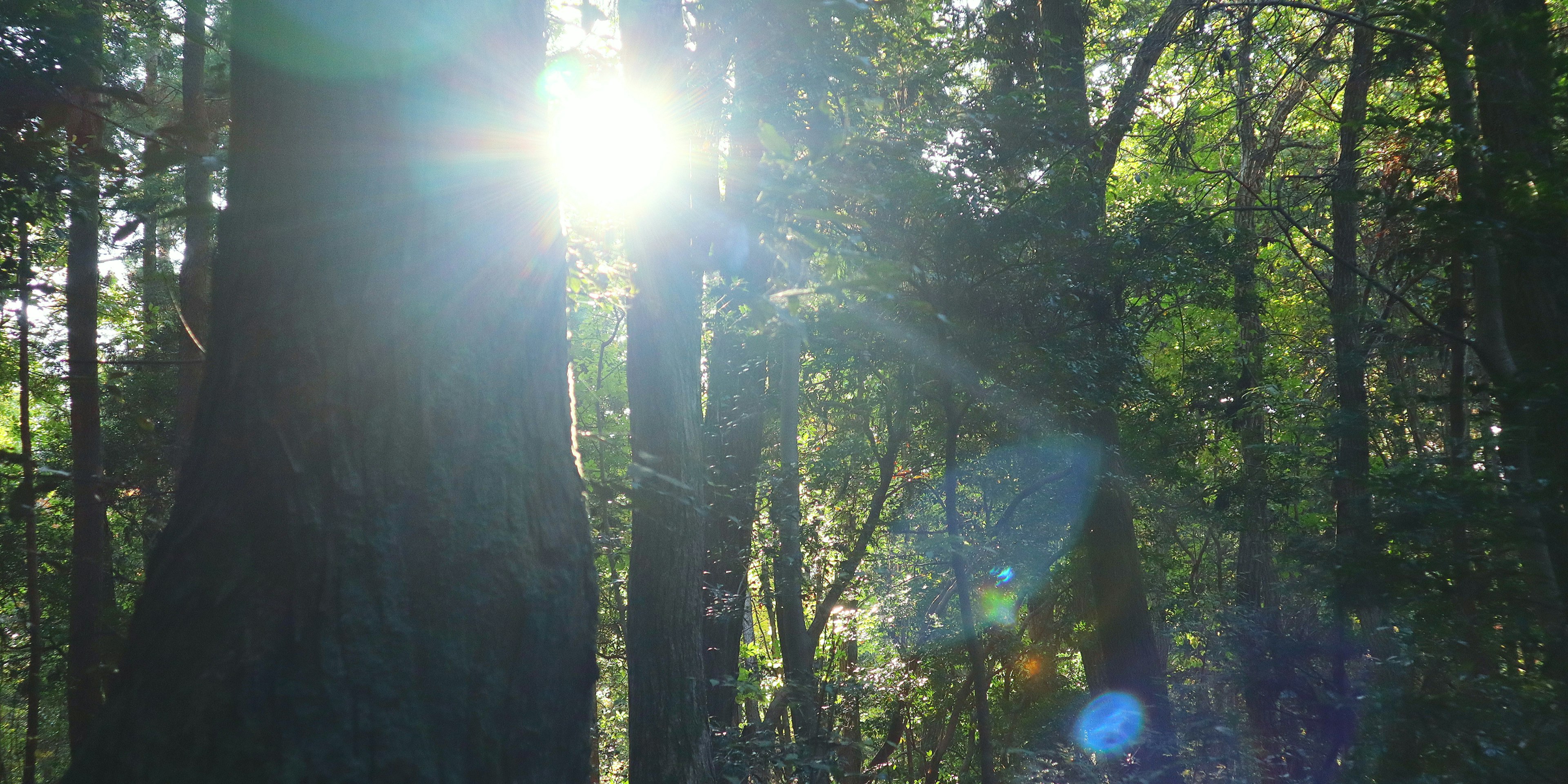 Lumière du soleil filtrant à travers les arbres dans une forêt