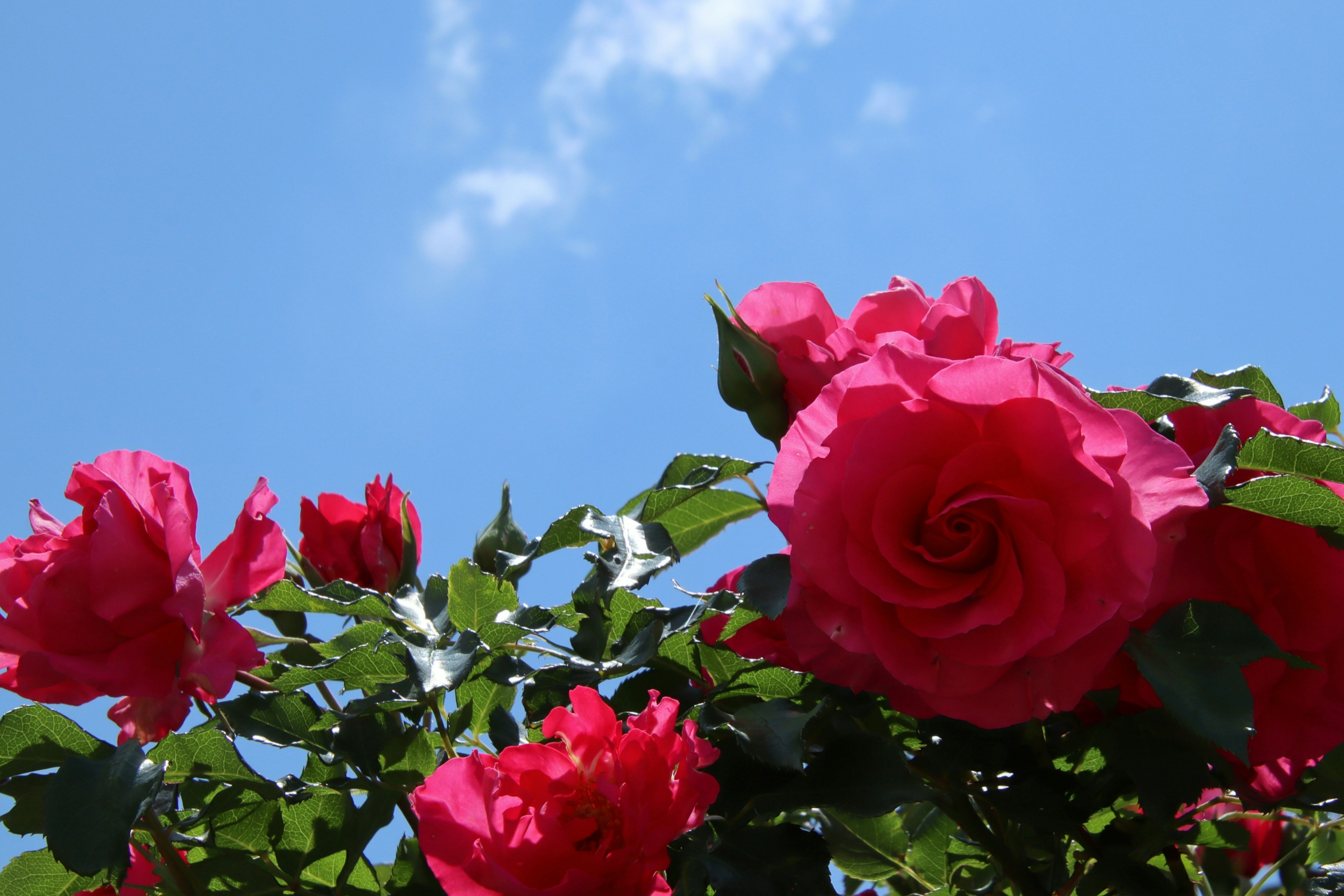 Lebendige rote Rosen blühen vor einem blauen Himmel