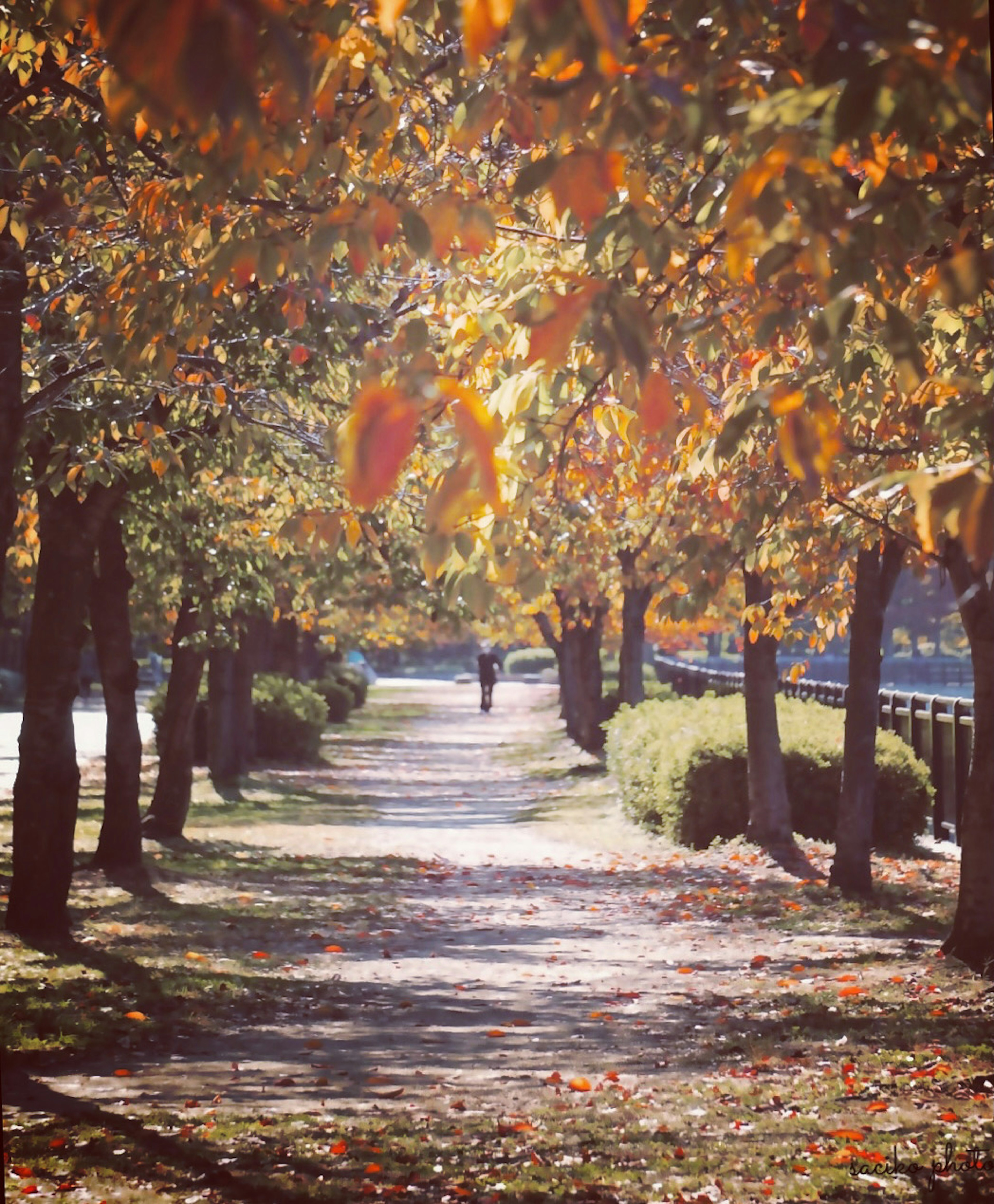 A person walking along a tree-lined path with autumn foliage