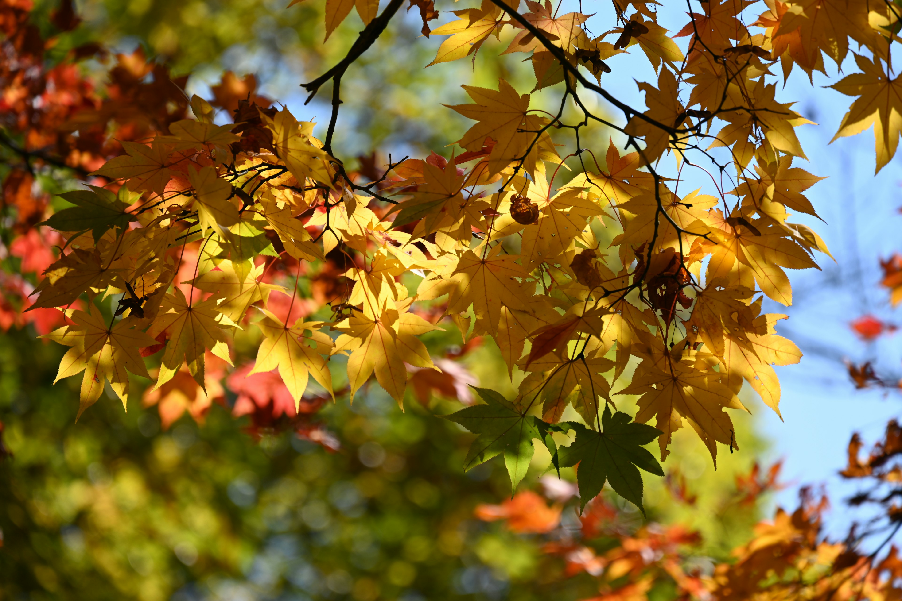 Schöne Herbstblätter in Gelb- und Orangetönen