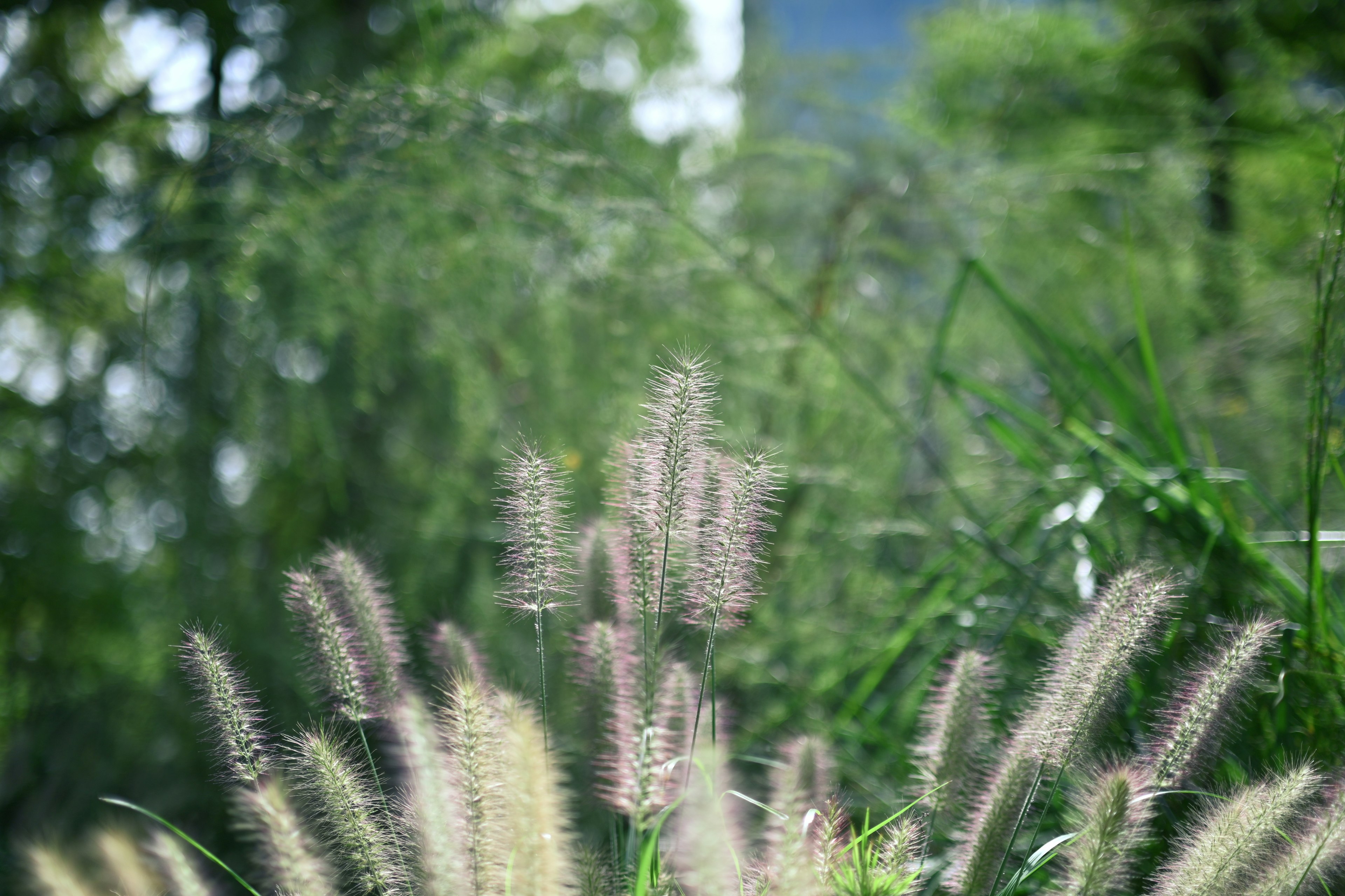 Ein Feld mit weichem weißem Gras, das in einer grünen Landschaft weht