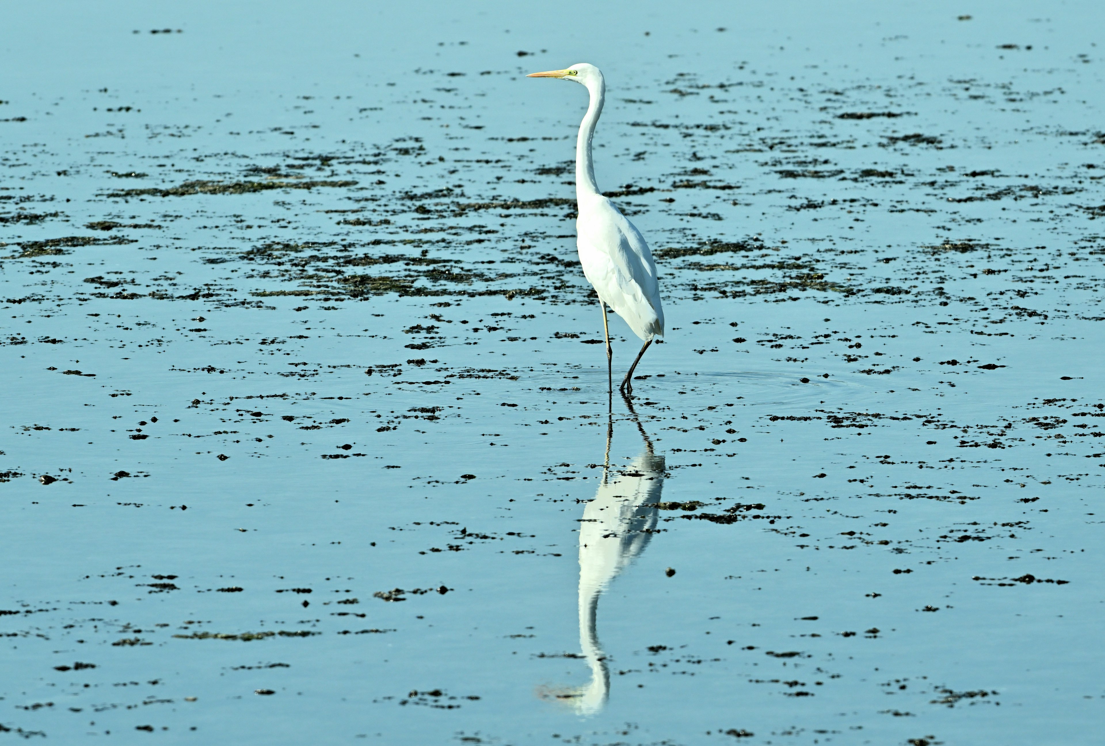 Seekor heron putih berdiri di atas permukaan air biru dengan refleksi