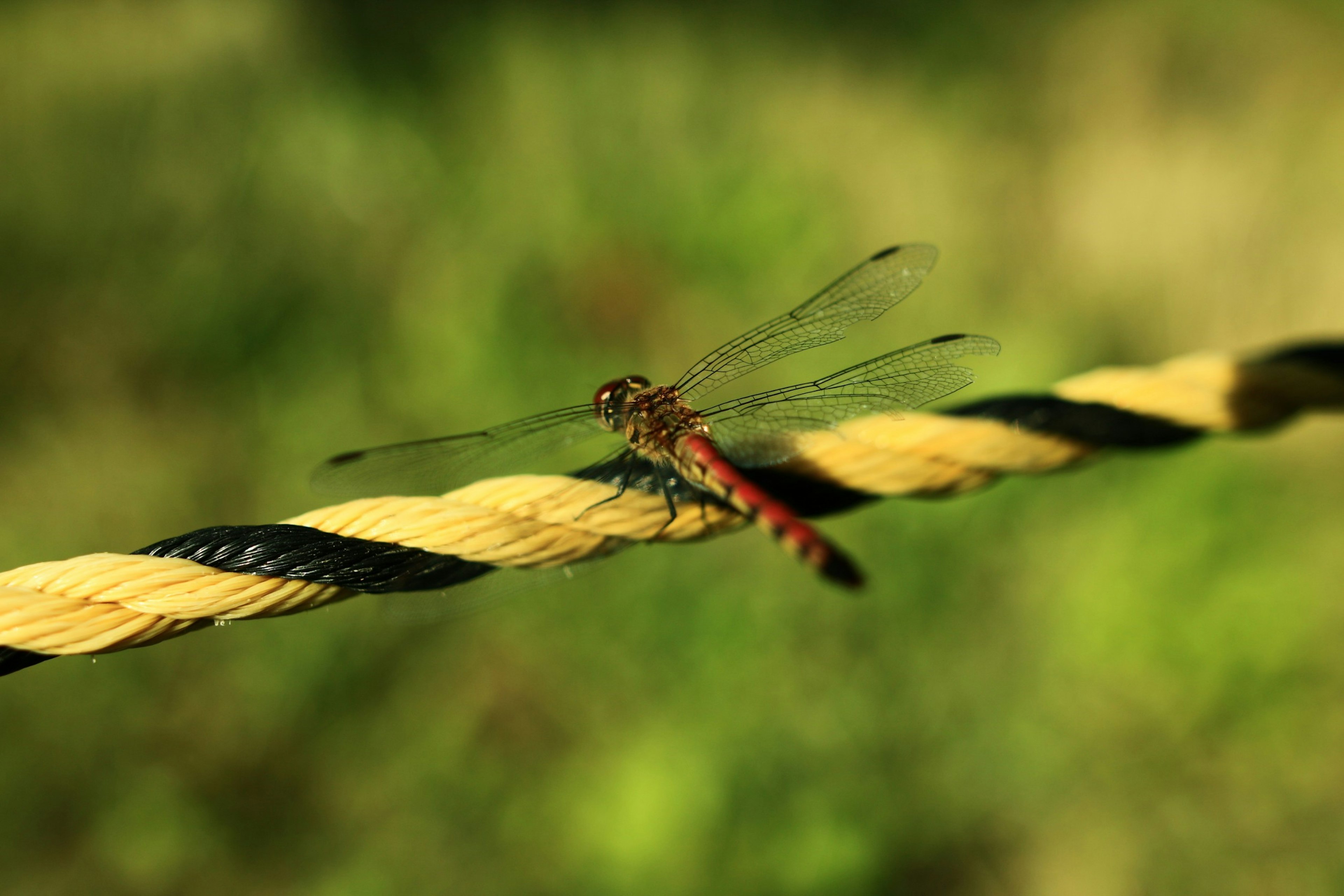 A red dragonfly perched on a yellow and black rope