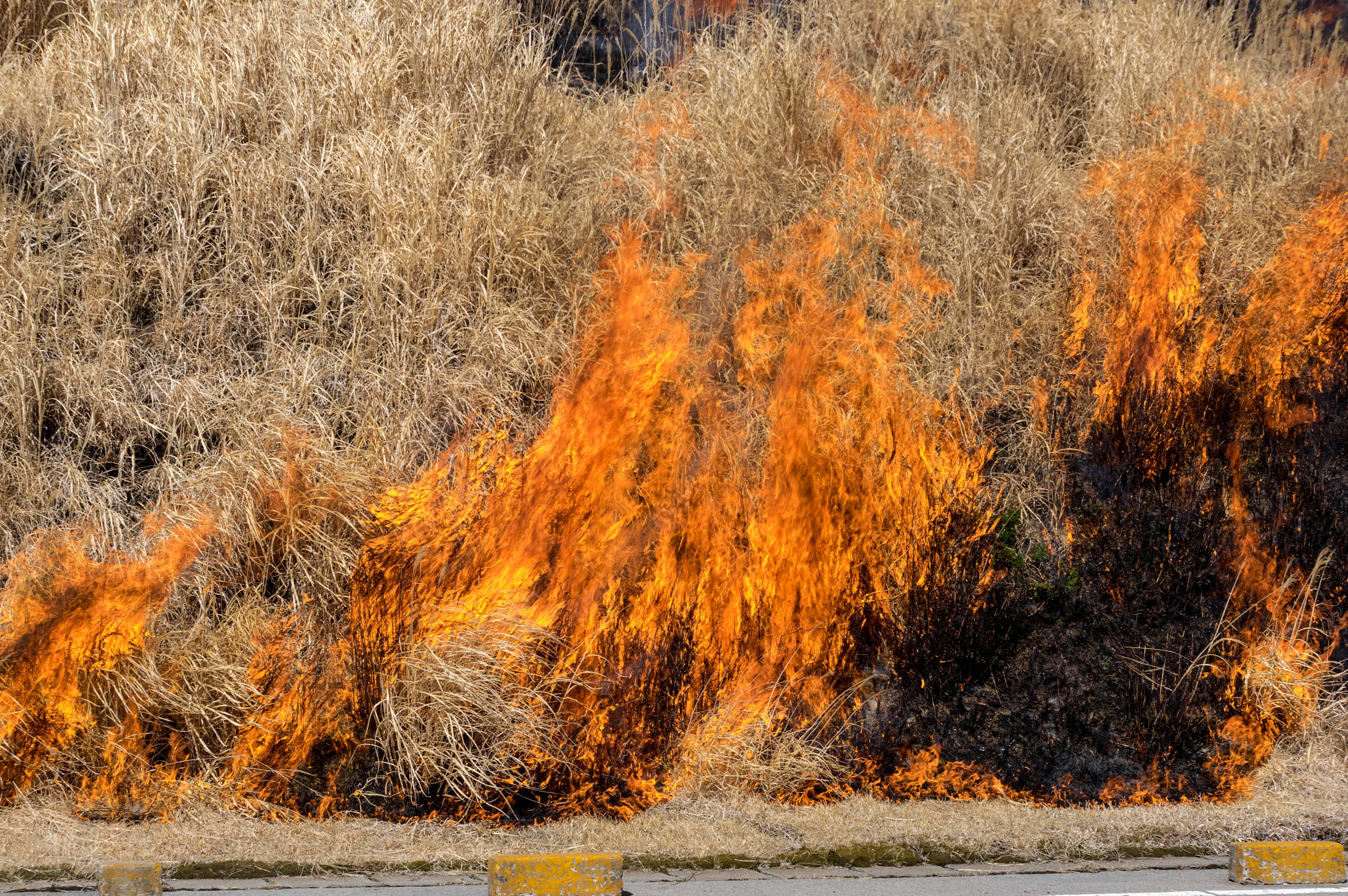 Eine Szene mit Flammen, die aus trockenem Grasland aufsteigen