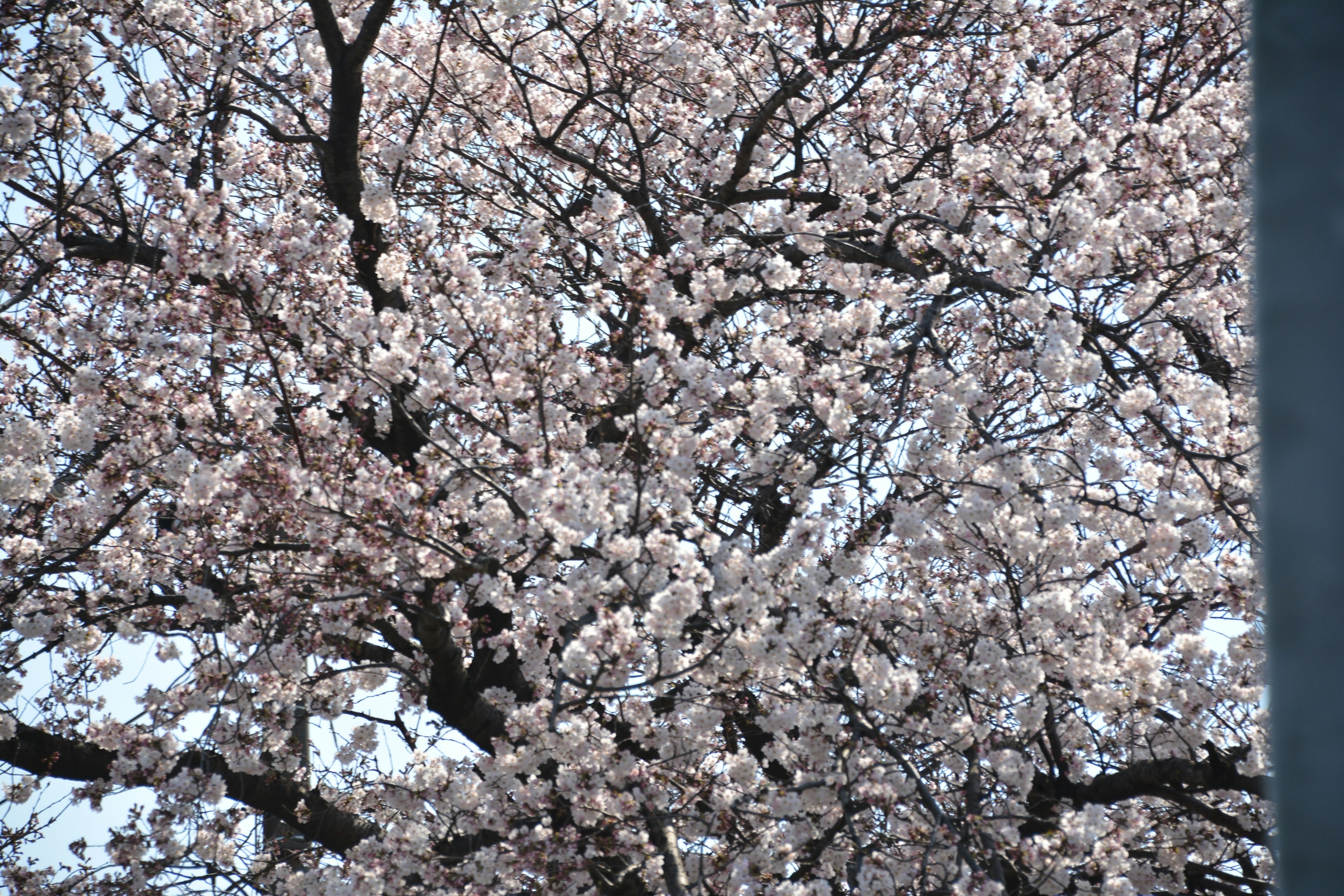 桜の花が咲く木の枝のクローズアップ