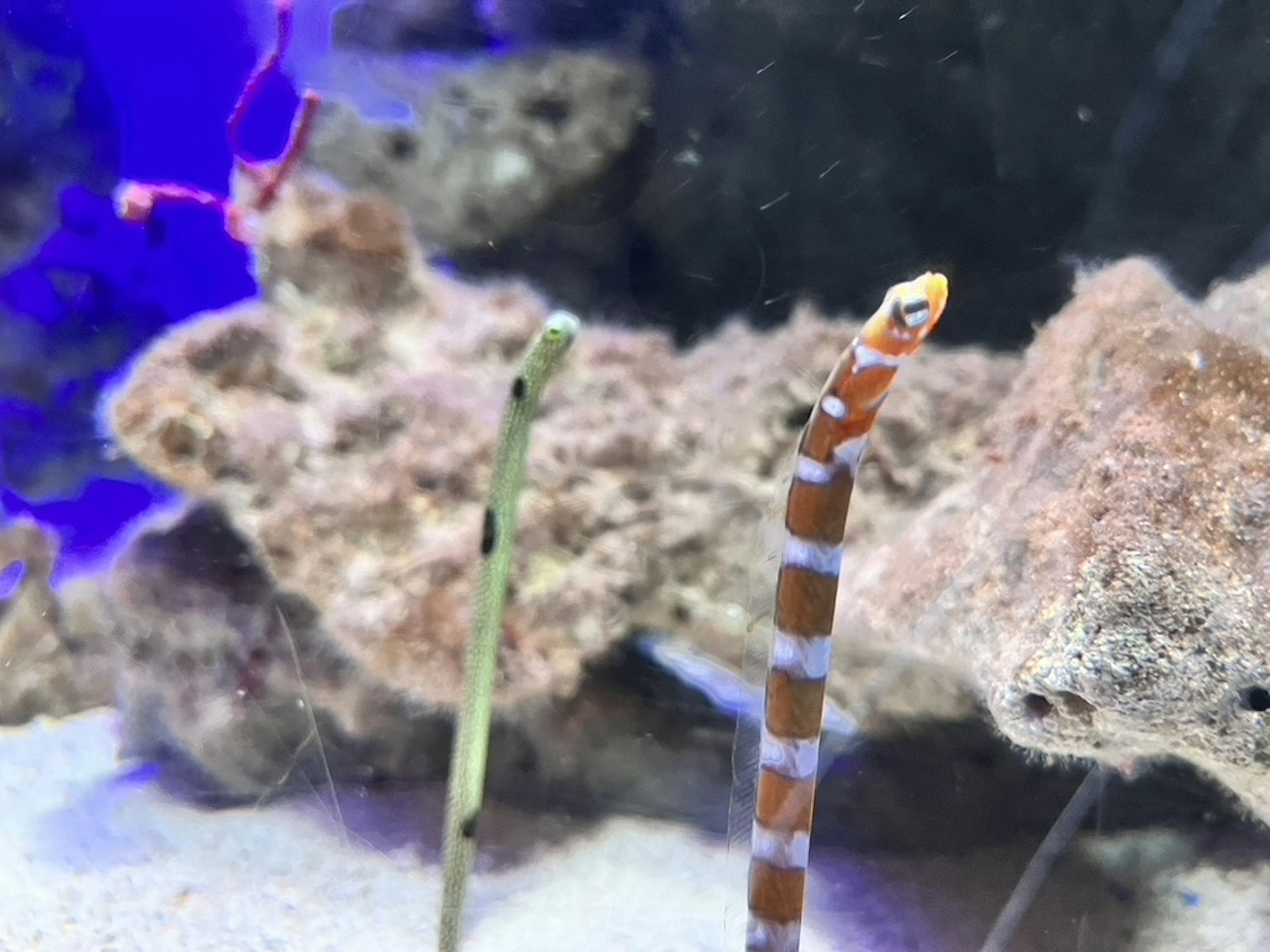 Colorful fish and coral reef scenery underwater