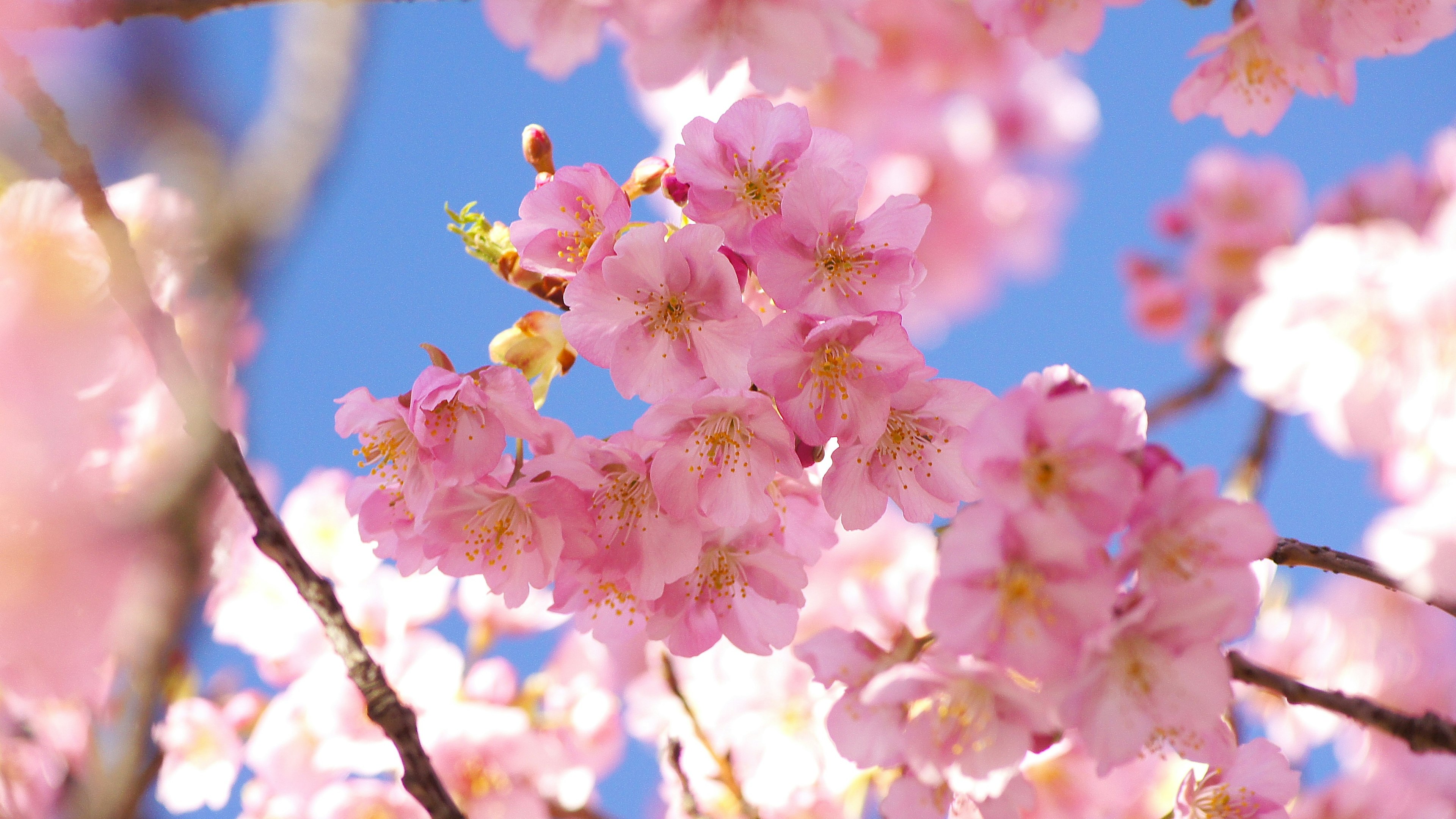 Beautiful cherry blossoms blooming under a clear blue sky