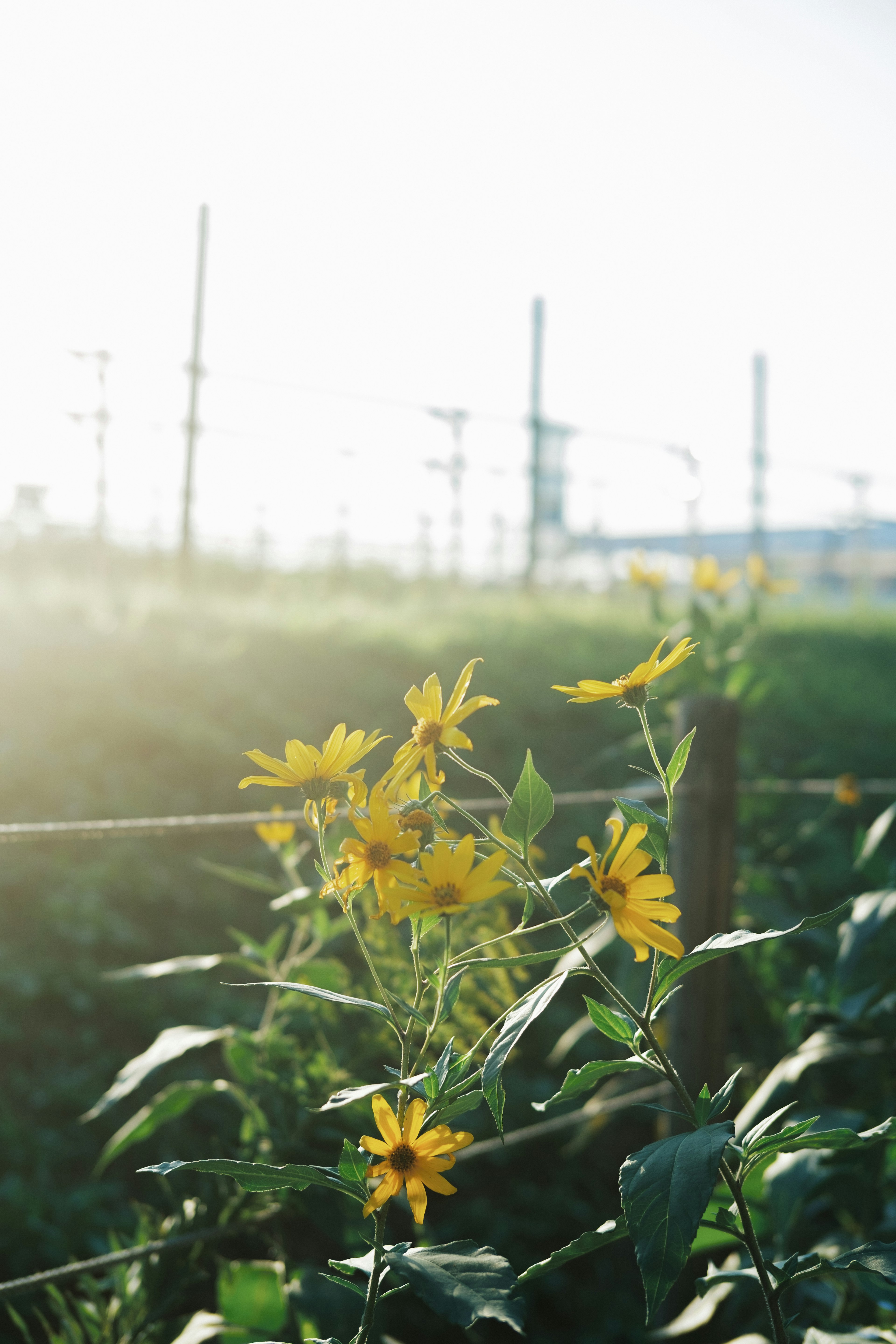 Un champ avec des fleurs jaunes et des feuilles vertes devant des poteaux électriques