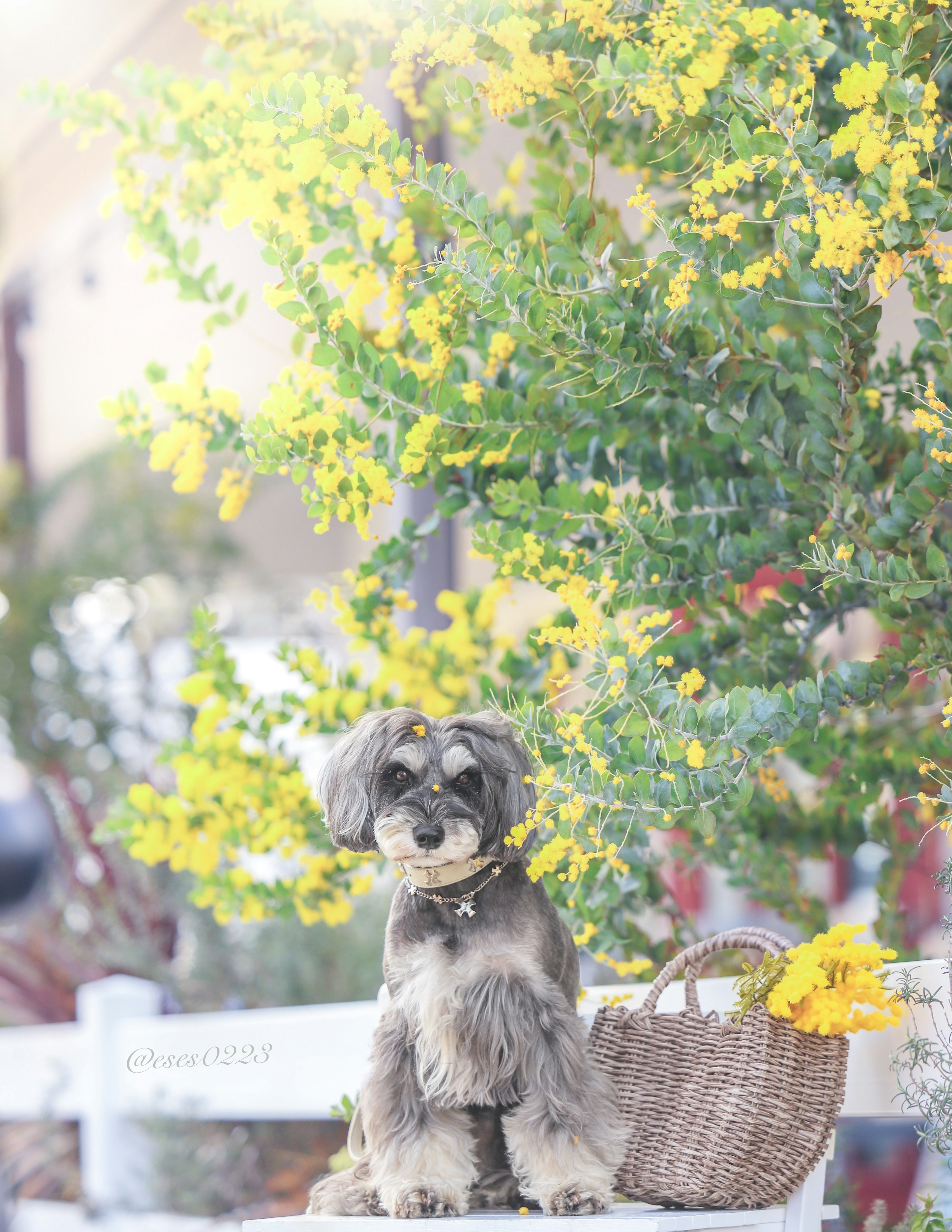 Hund sitzt auf einem Korb vor einem Baum mit gelben Blumen