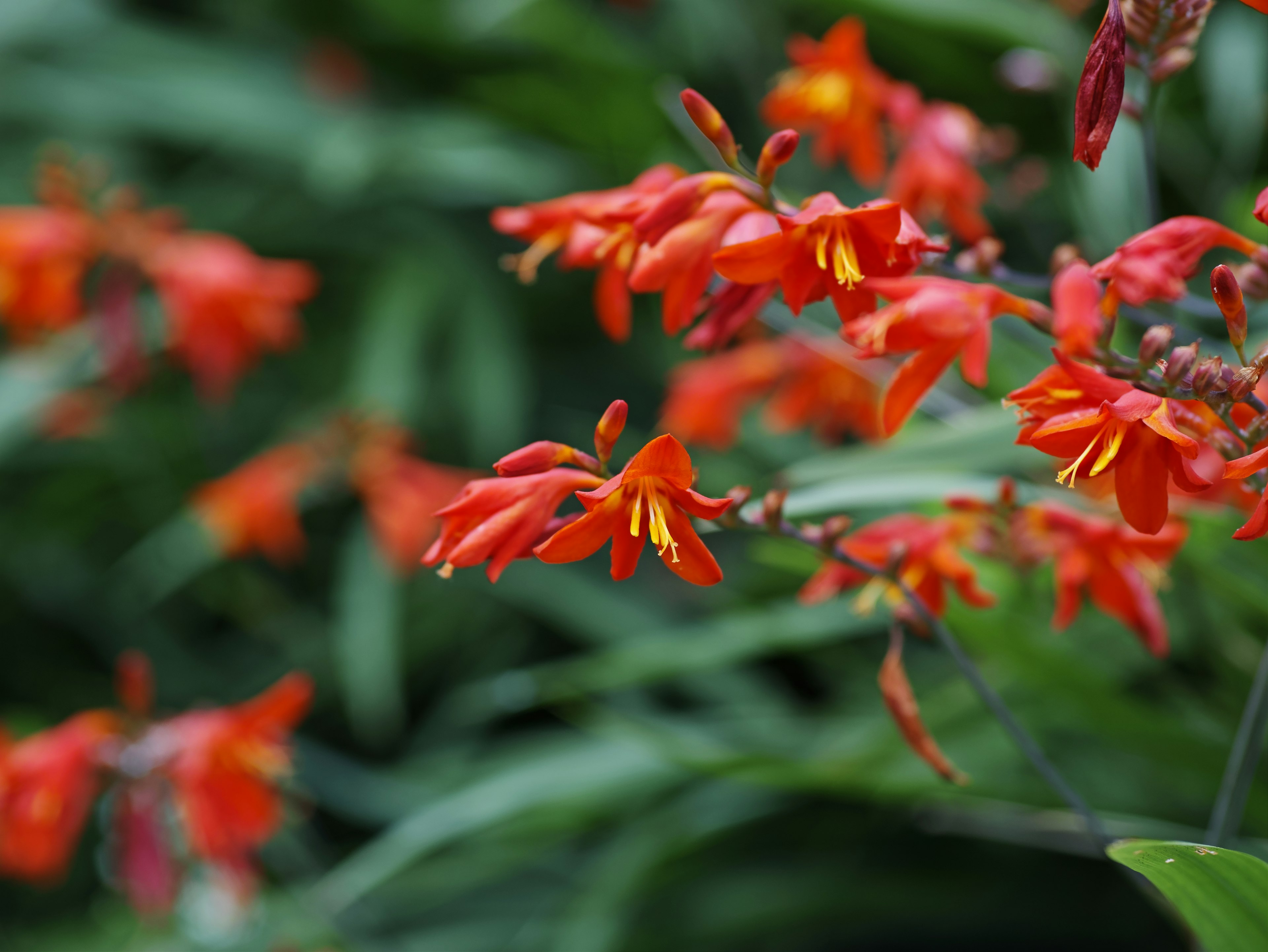 鮮やかなオレンジ色の花が咲いている植物のクローズアップ背景に緑の葉