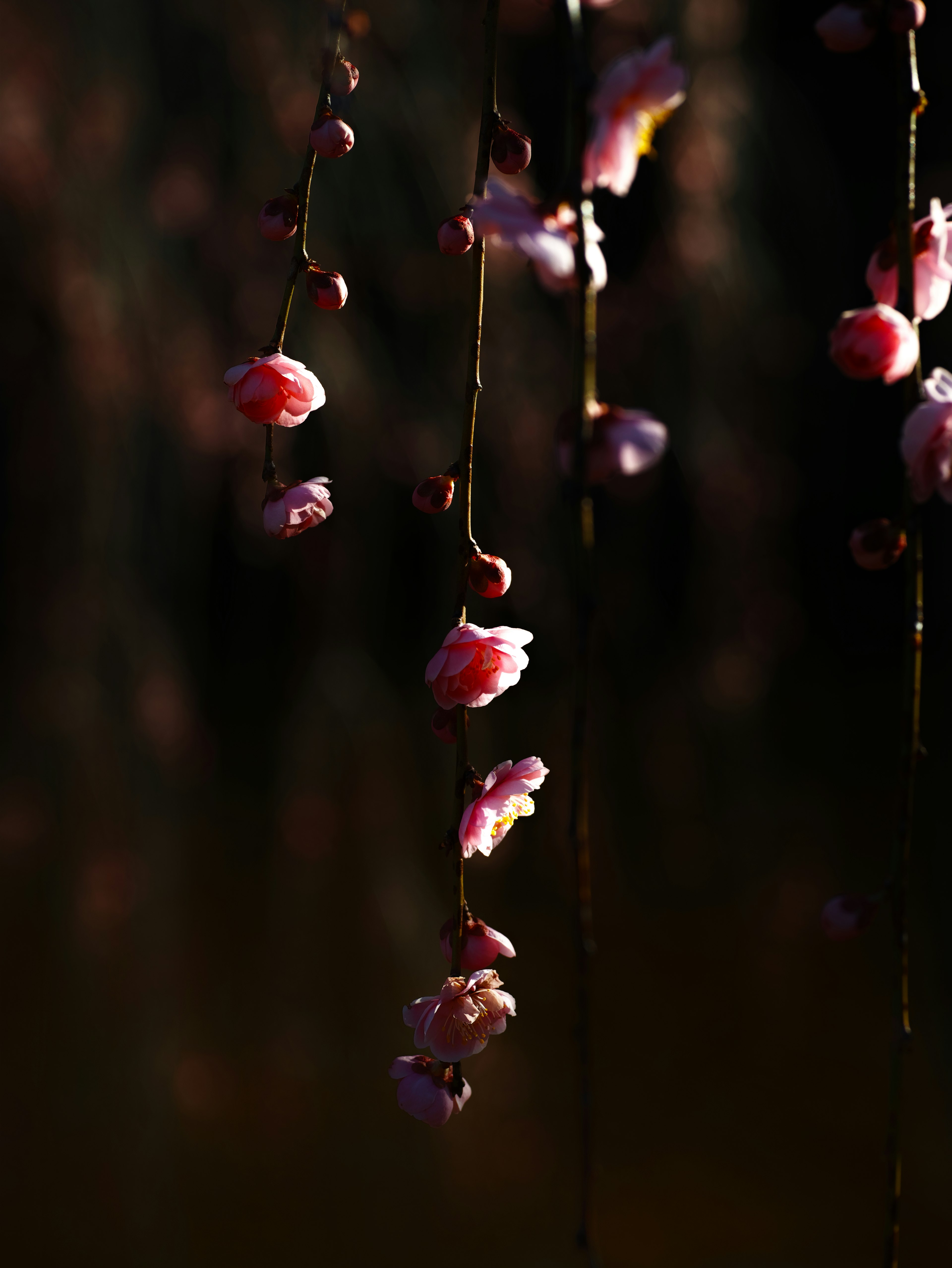 Des grappes de fleurs roses suspendues contre un fond sombre