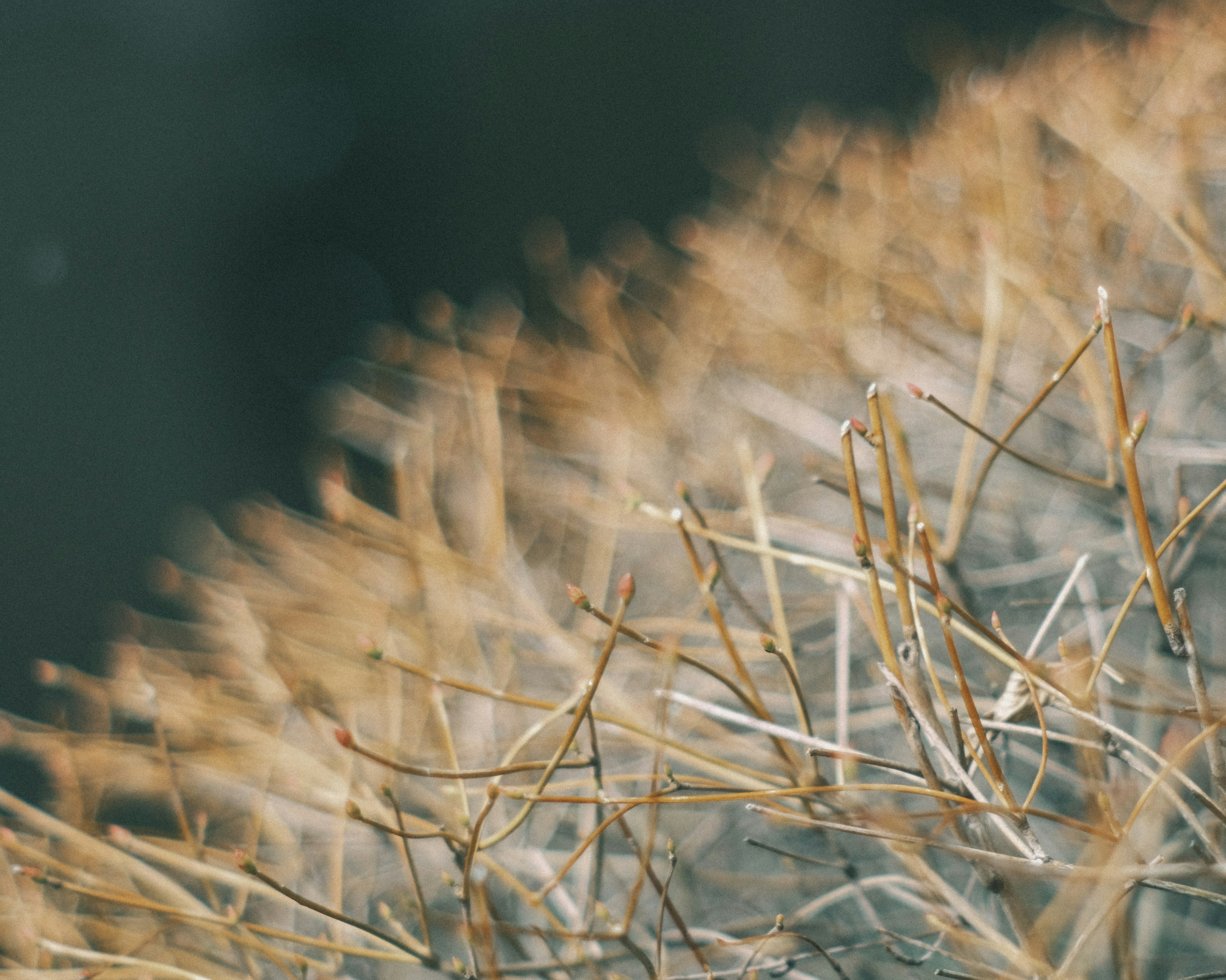 Nahaufnahme von dünnen, trockenen Stielen, die verbranntem Gras ähneln