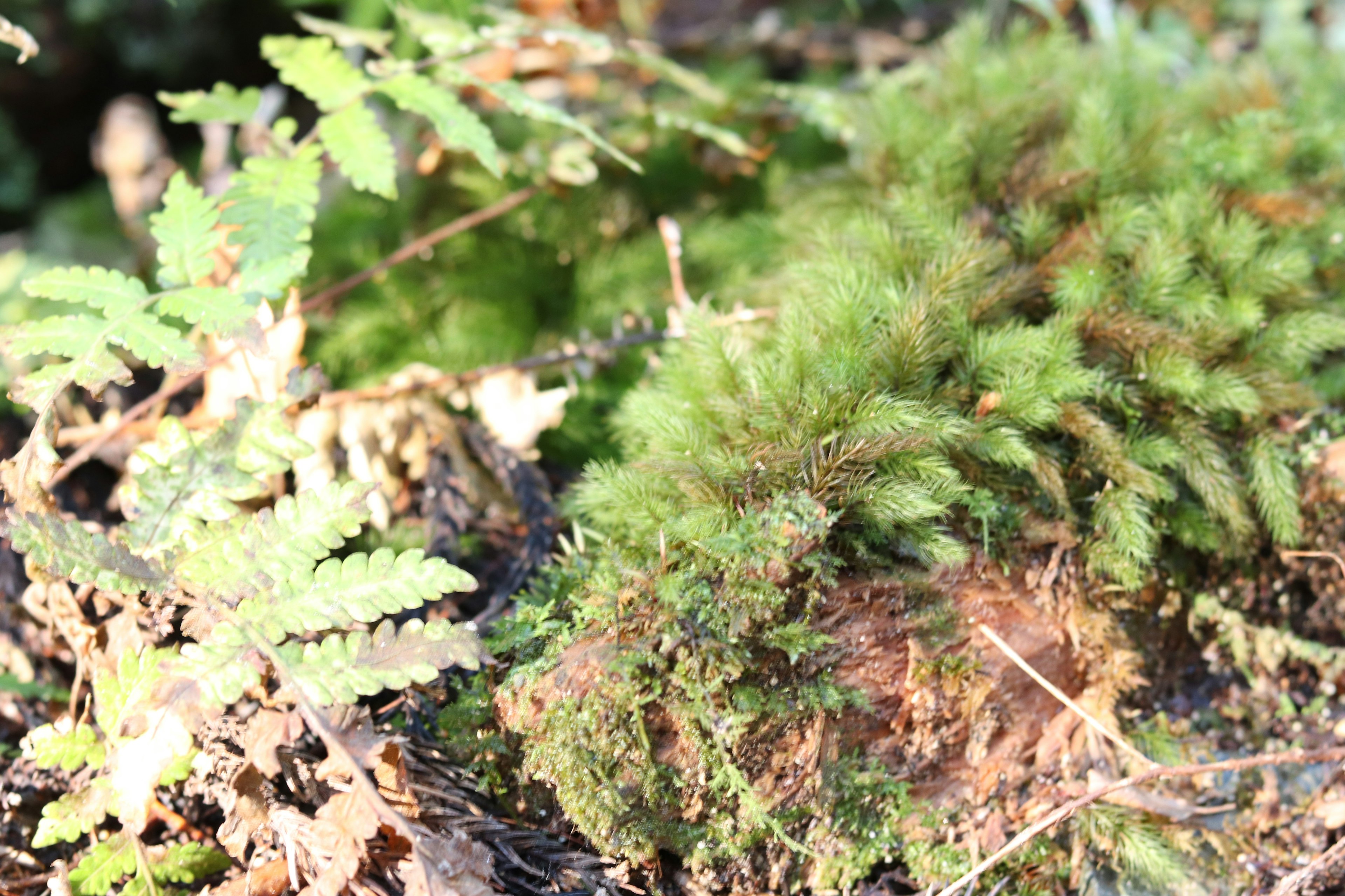 Mousse verte luxuriante et fougères dans un cadre naturel