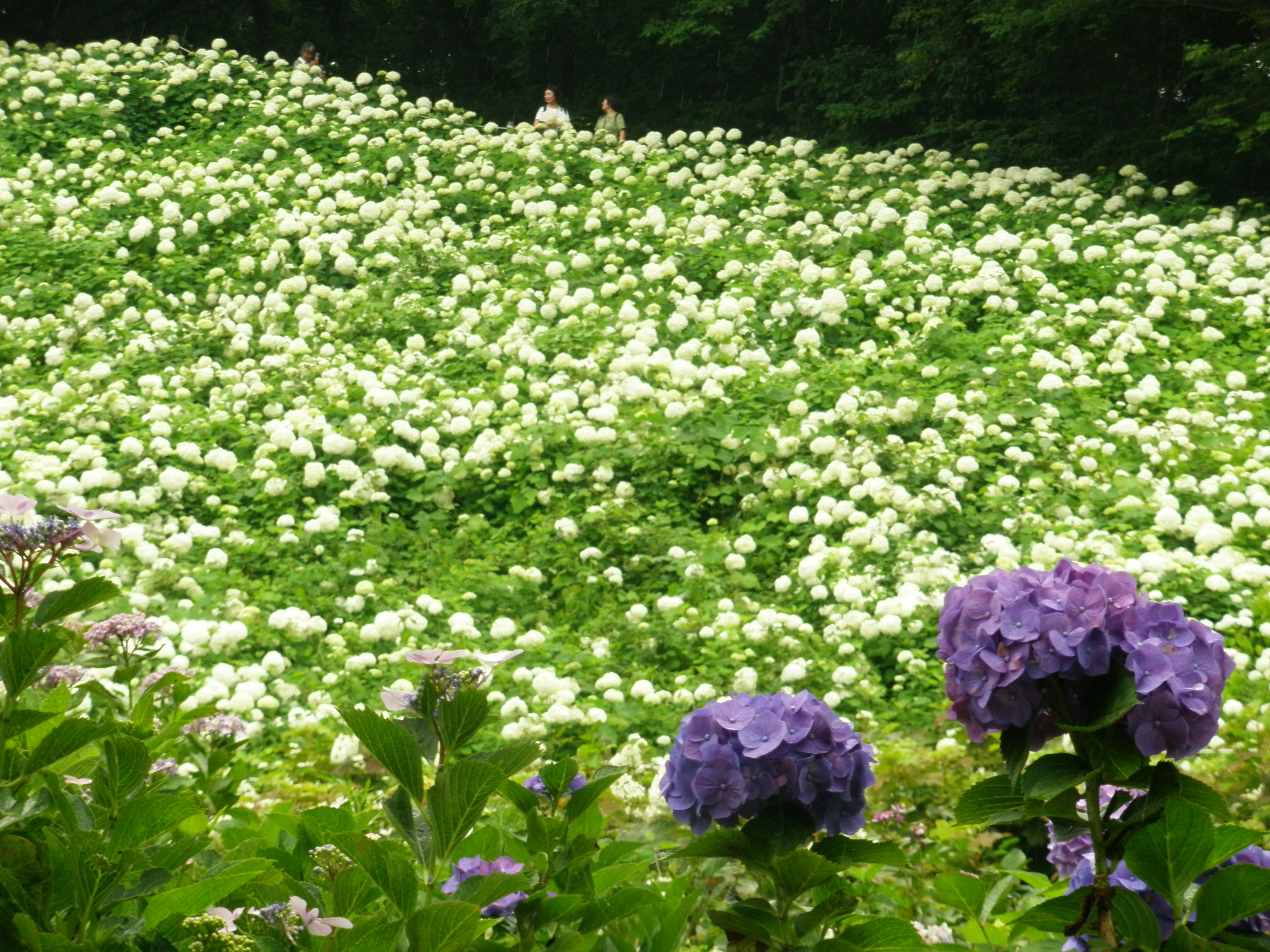 Un paysage magnifique de fleurs d'hortensias blancs et violets sur une colline verdoyante