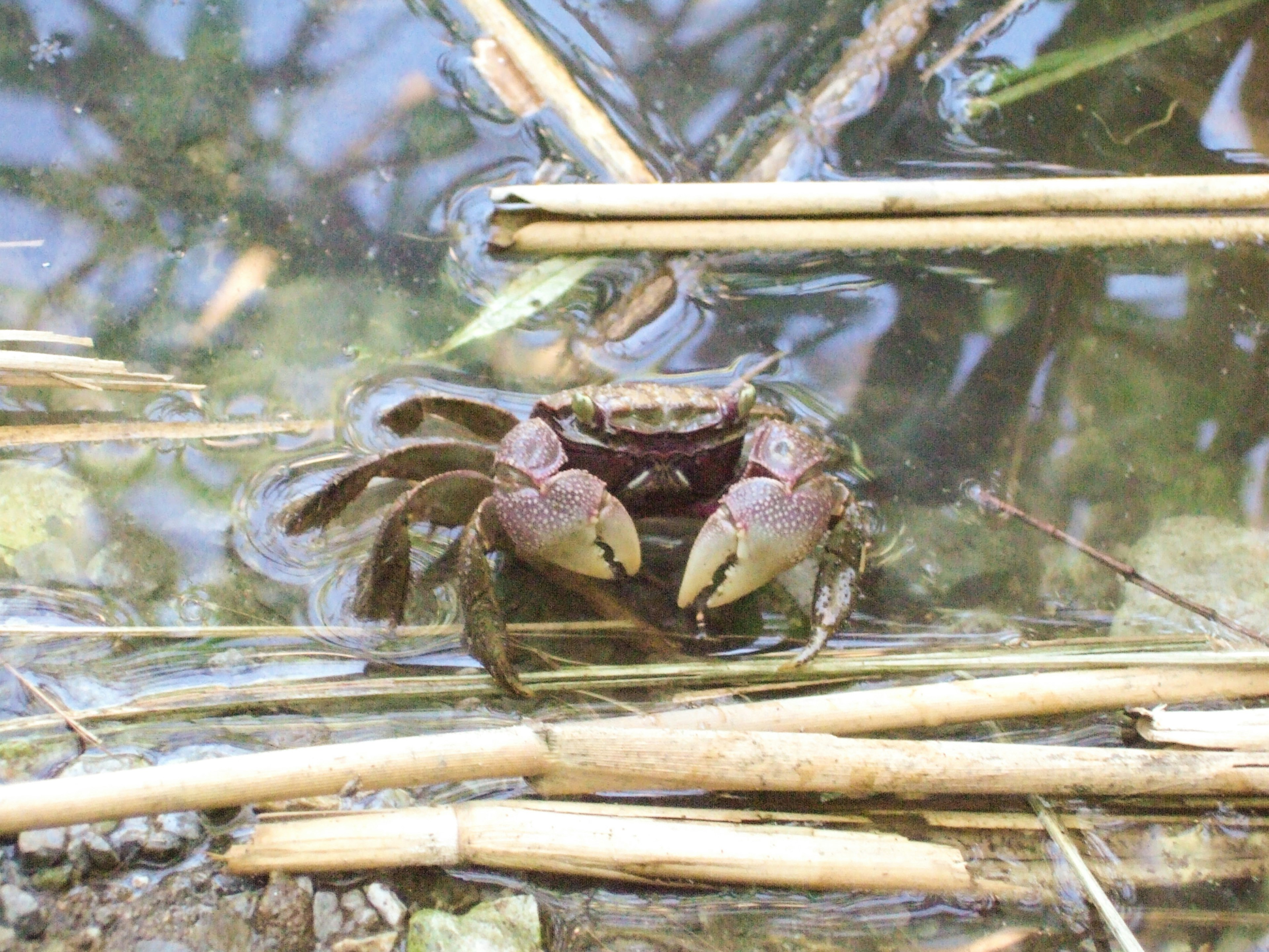 Krabbe im flachen Wasser umgeben von dünnen Röhren und Gras